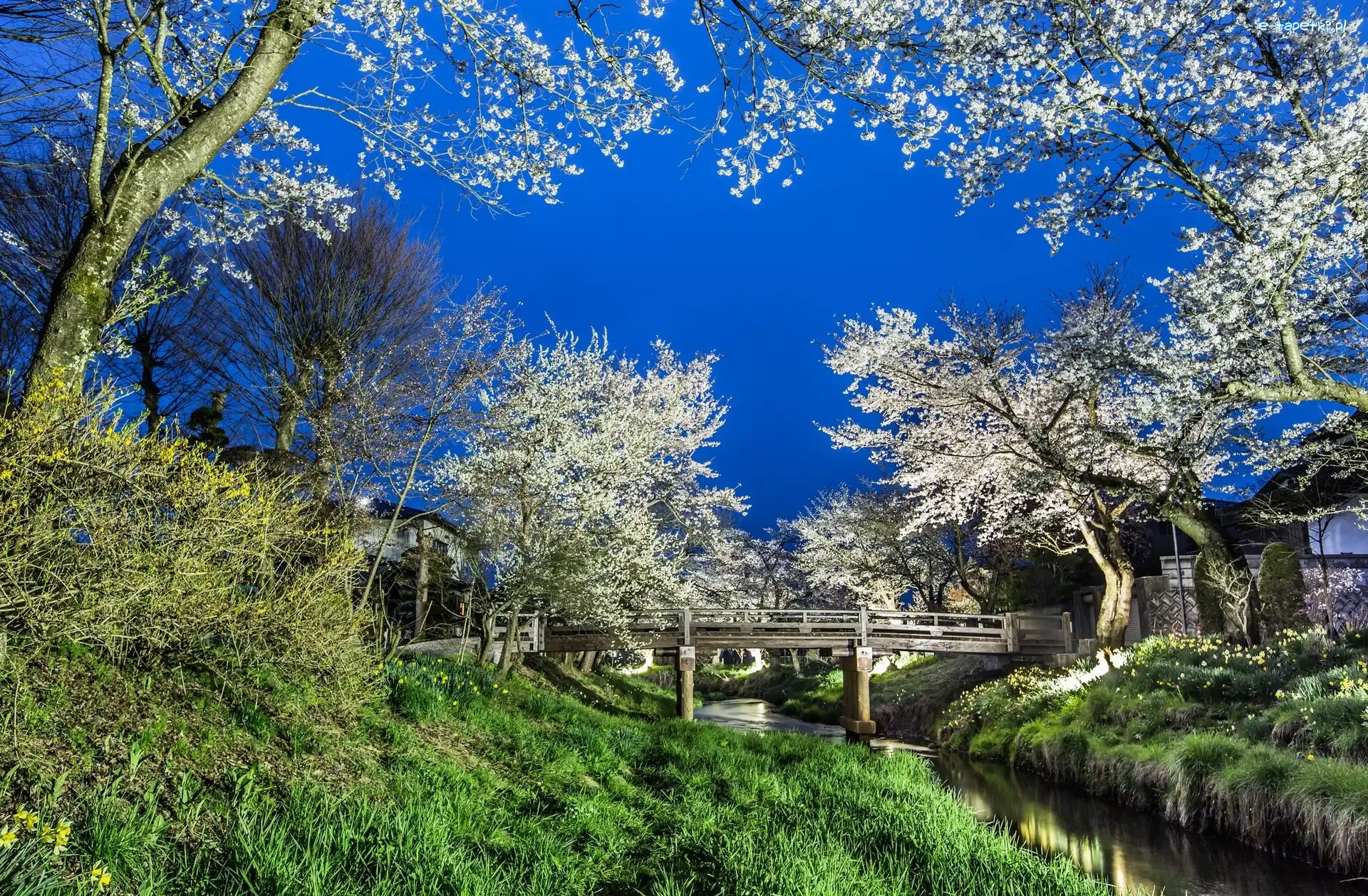 Drzewa, Rzeka, Mostek, Park