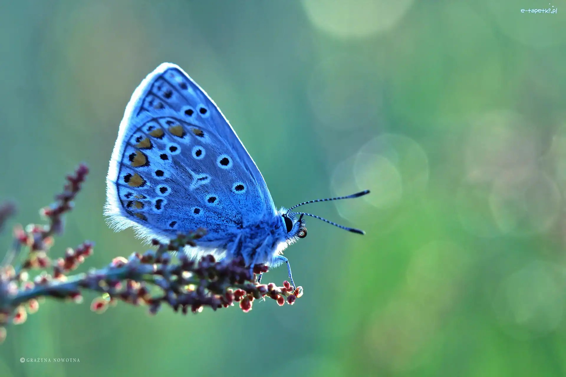 Owad, Modraszek, Motyl