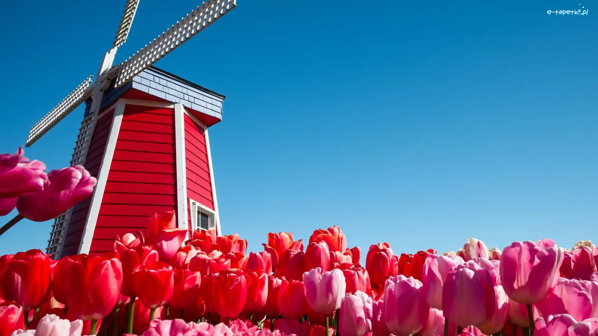 Tulipany, Wiatrak