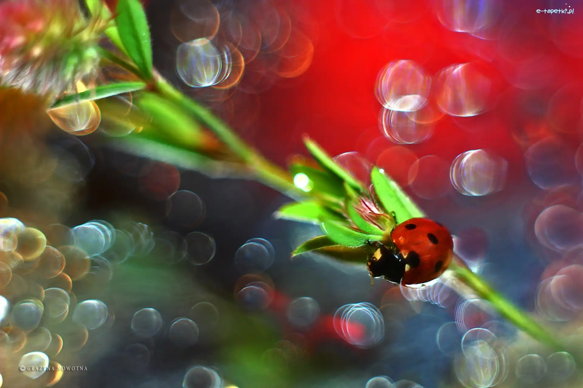 Bokeh, Owad, Biedronka