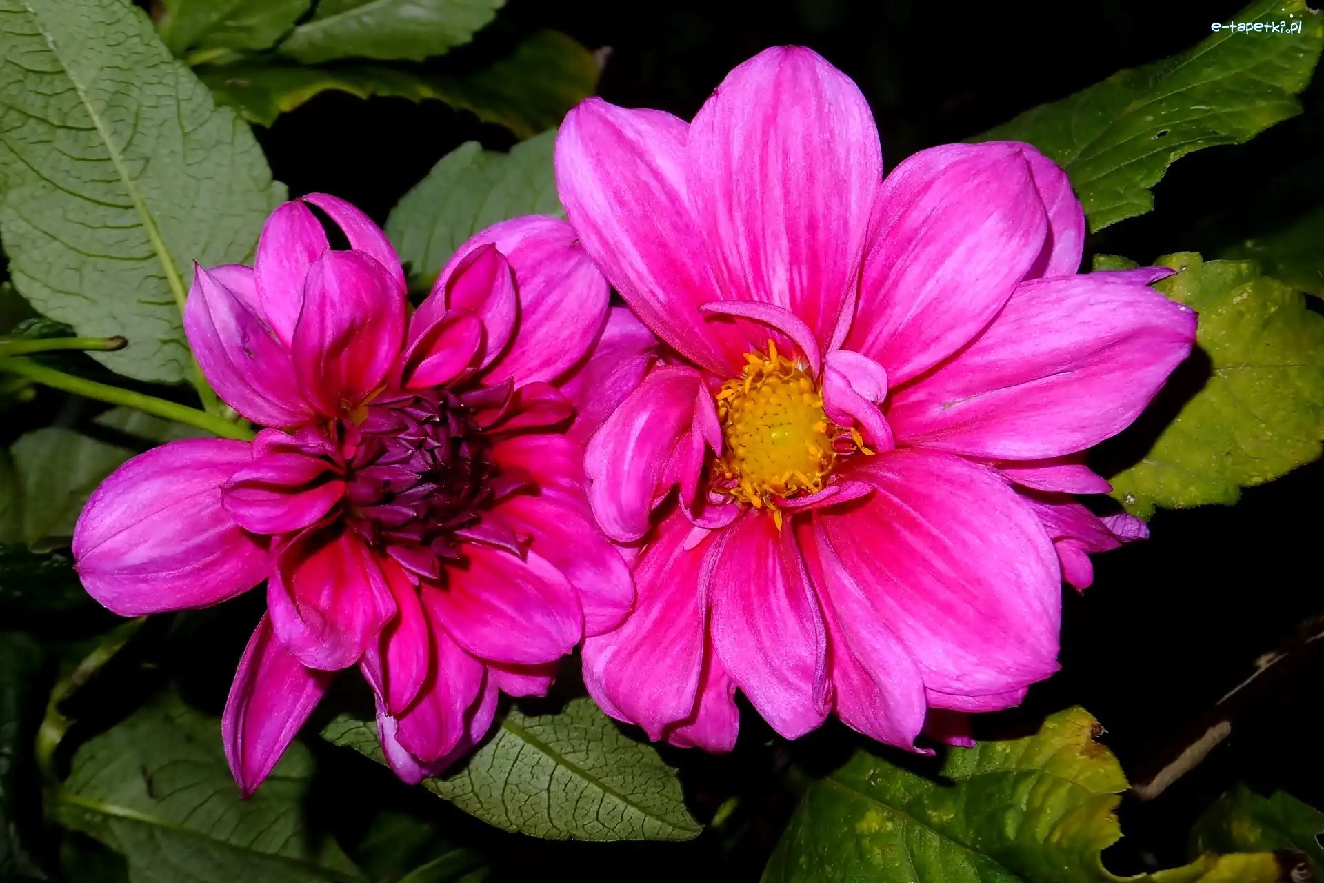 Dalia, Purpurowa