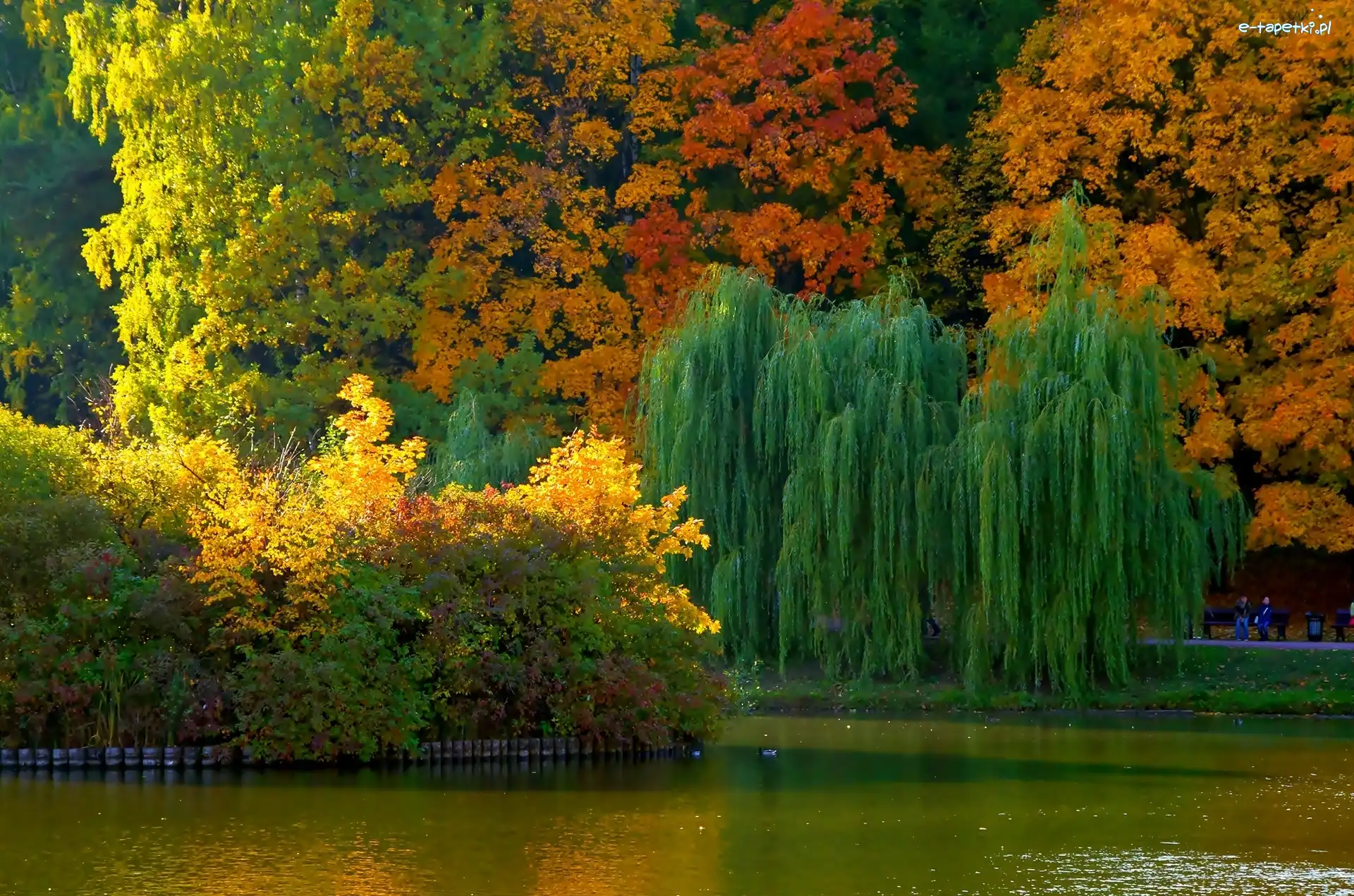 Park, Jesień, Staw, Drzewa, Kolorowe