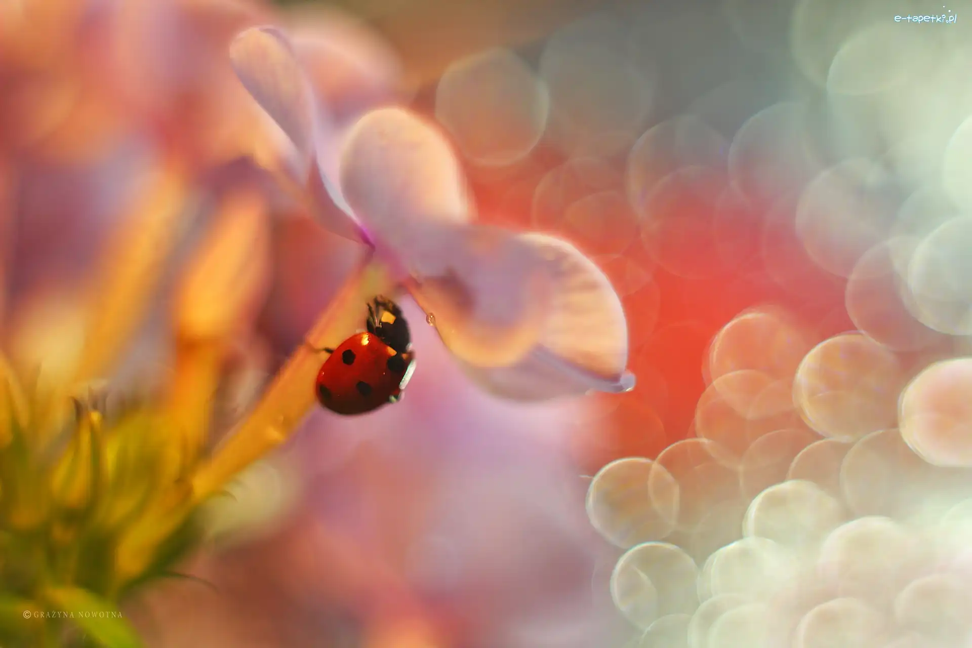 Biedronka, Czerwony, Owad, Bokeh, Floks