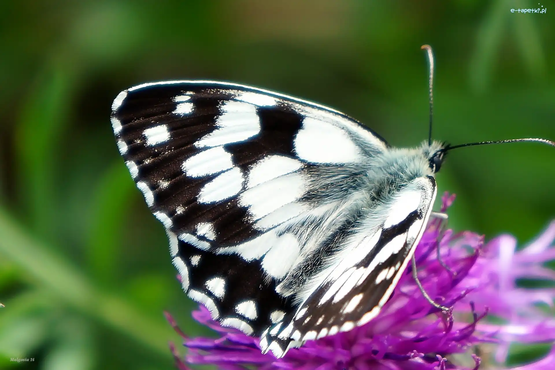 Owad, Motyl, Siedzący, Szachownica, Polowiec