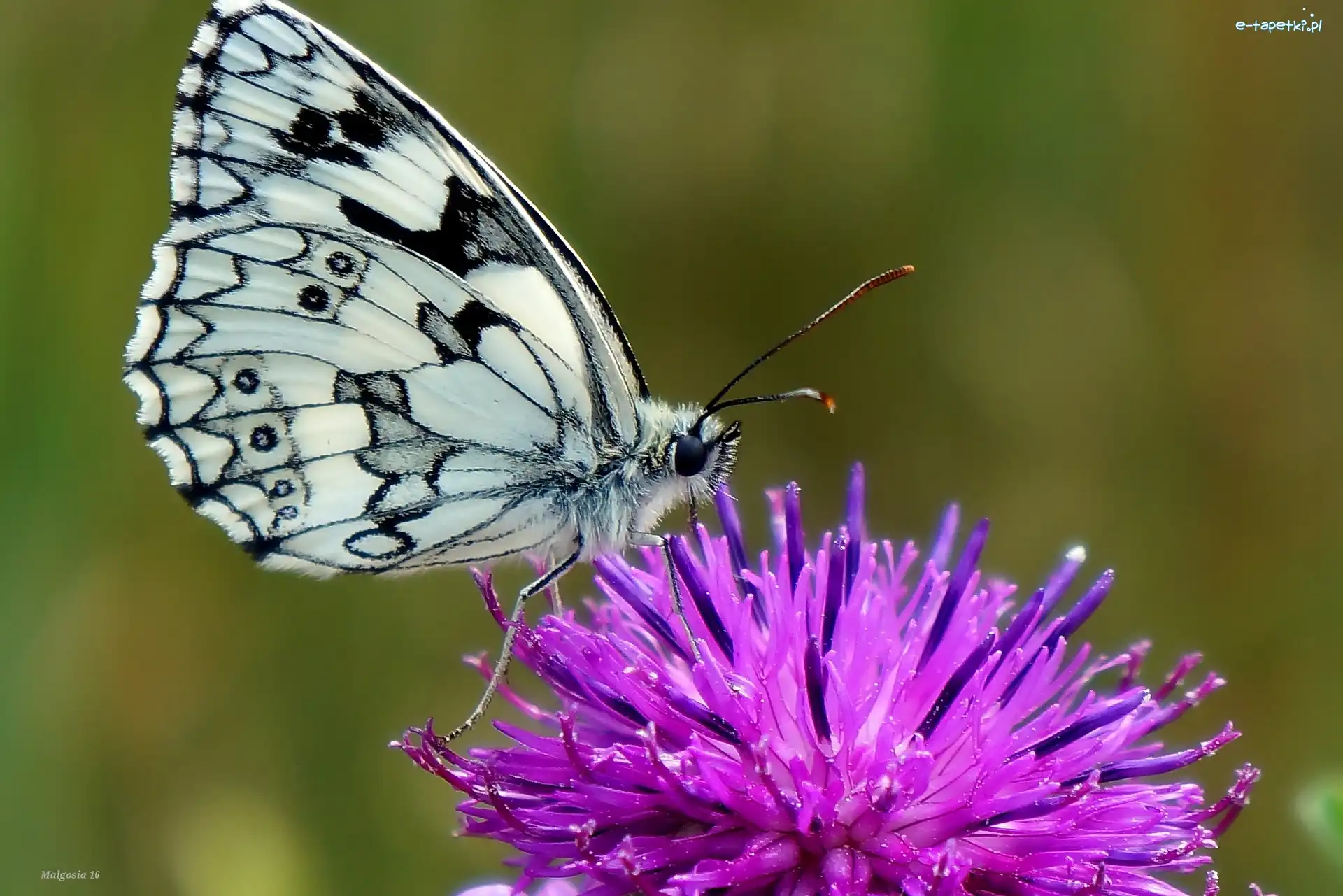 Motyl, Oset, Polowiec szachownica, Owad
