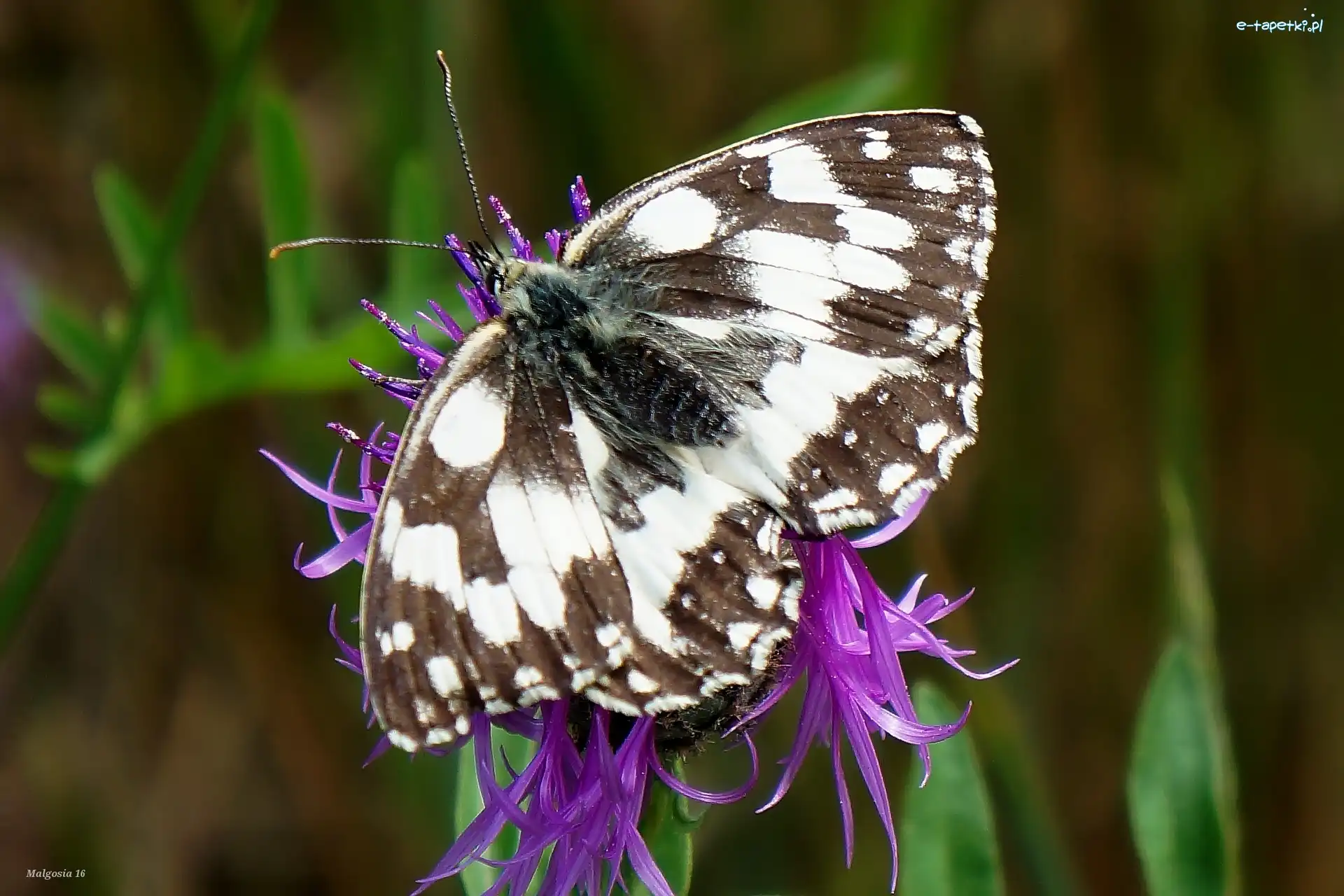 Skrzydła, Motyl, Siedzący