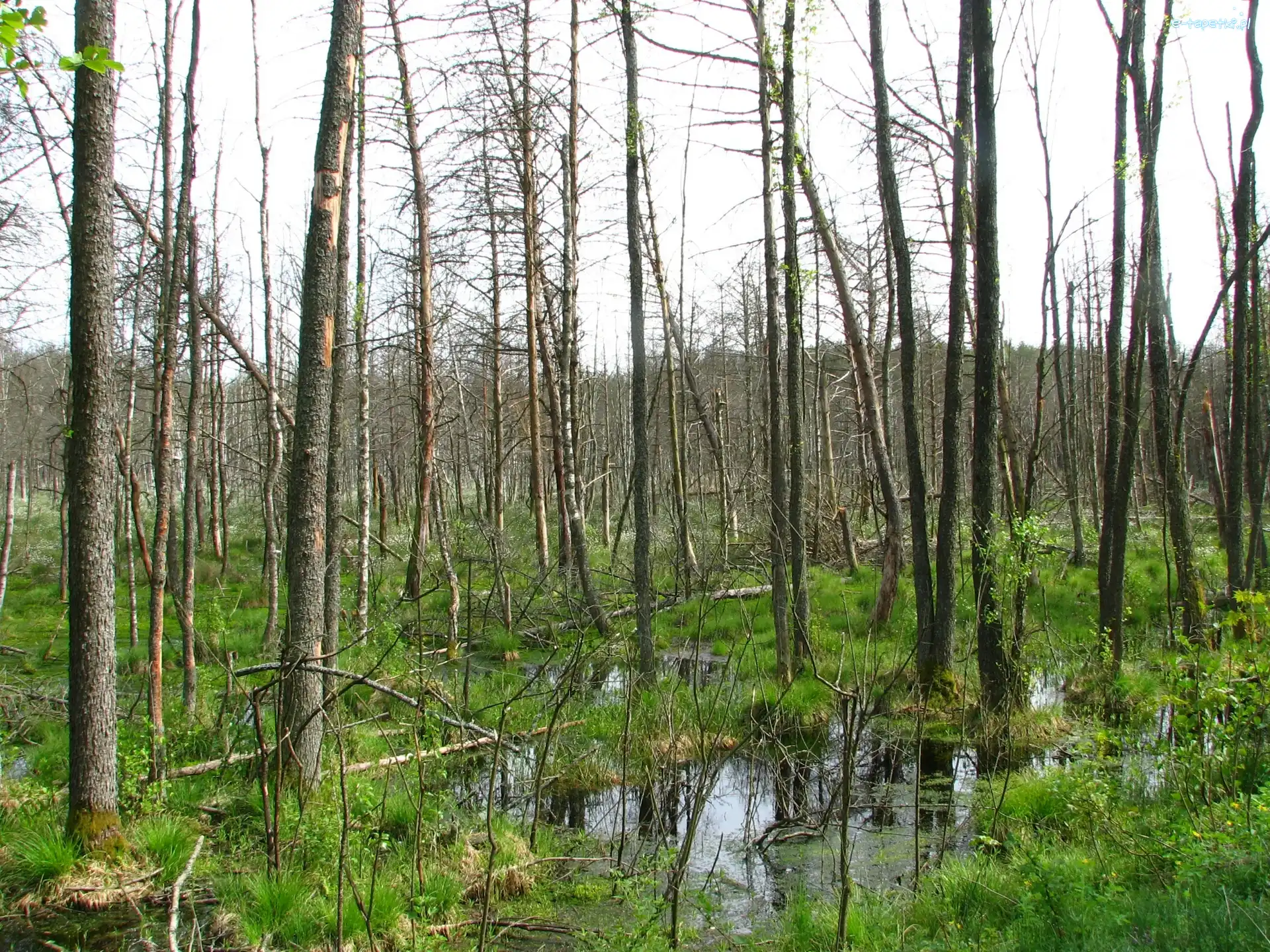 Bagna, Biebrzańskie