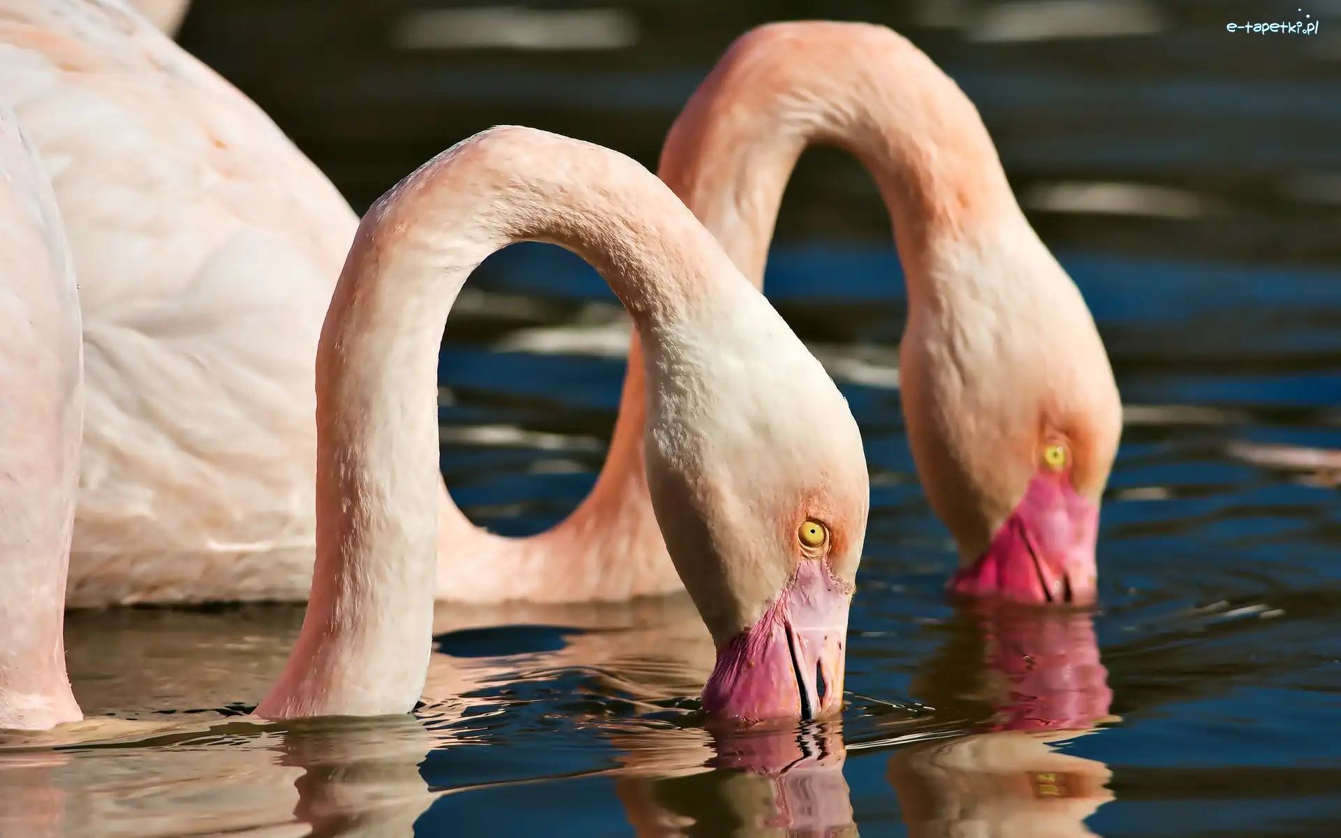 Woda, Głowy, Flamingi