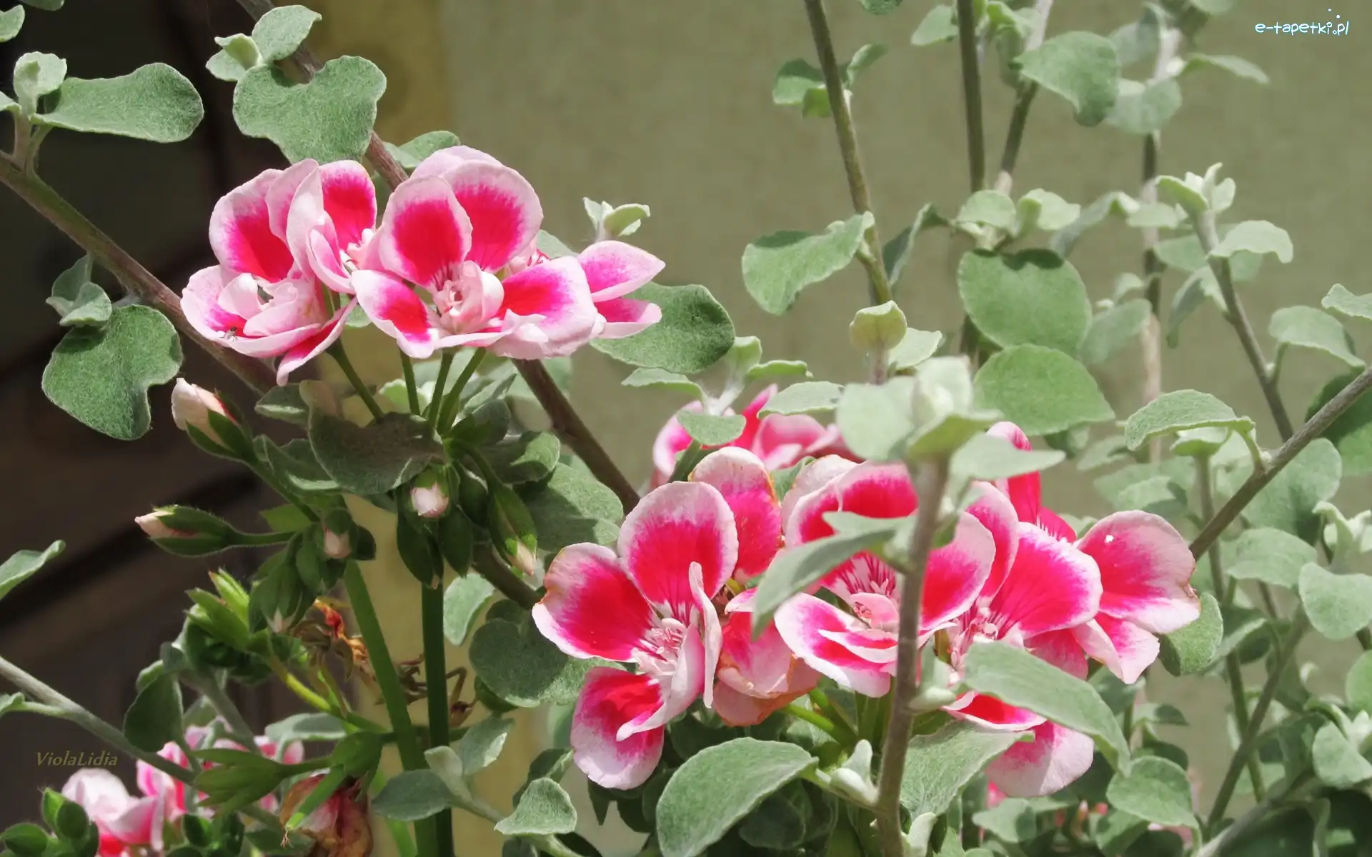Pelargonia, Kwiaty