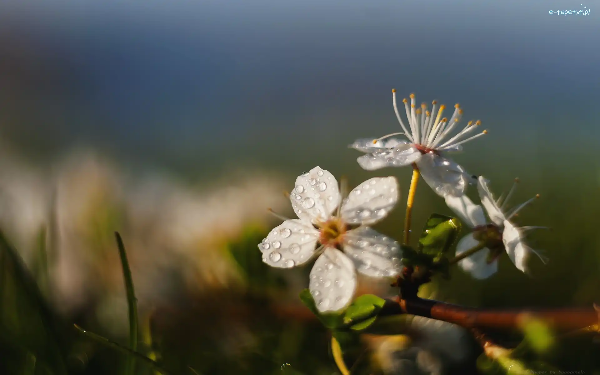Kwiat, Gałązka, Biały, Krzew.
Nikon + Helios 44., Drzewko