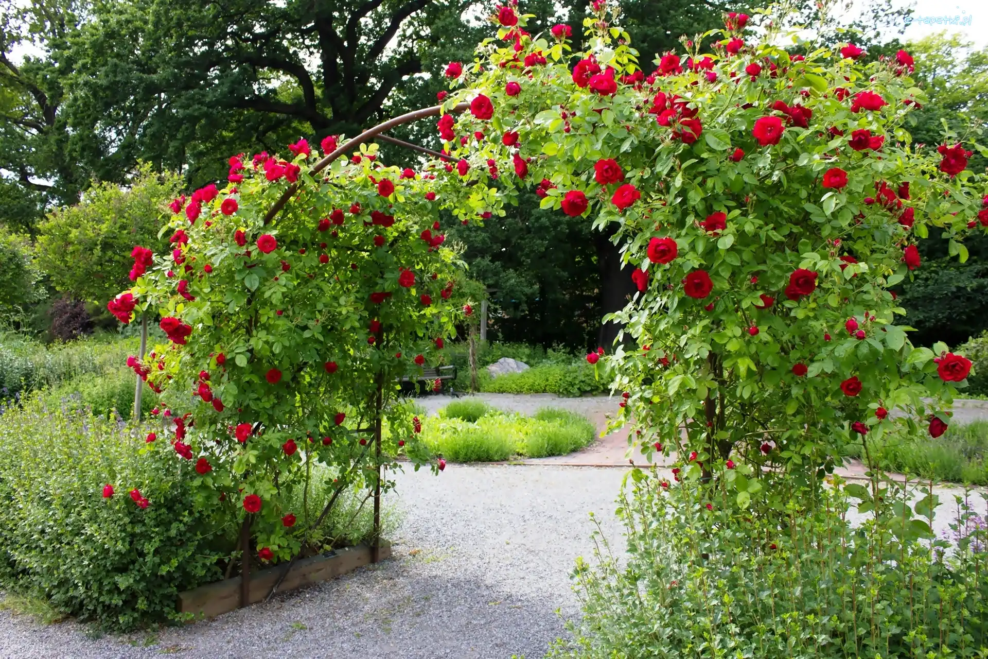 Róże, Pnące, Park