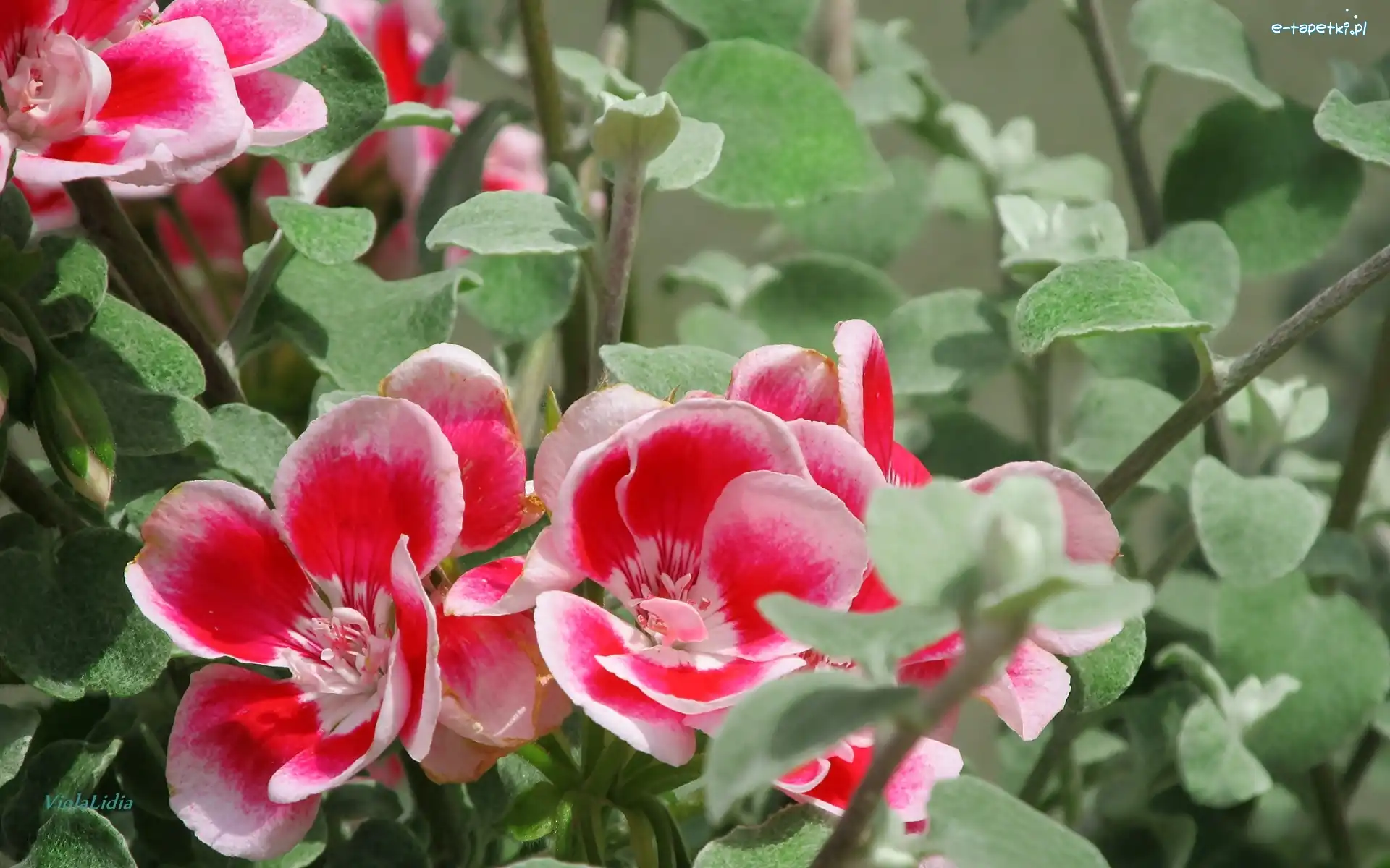 Pelargonia, Kwiaty