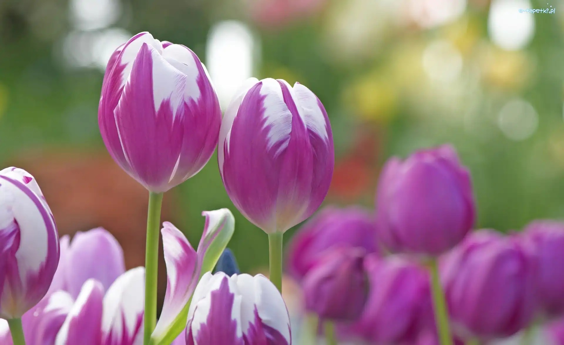 Kwiaty, Tulipany