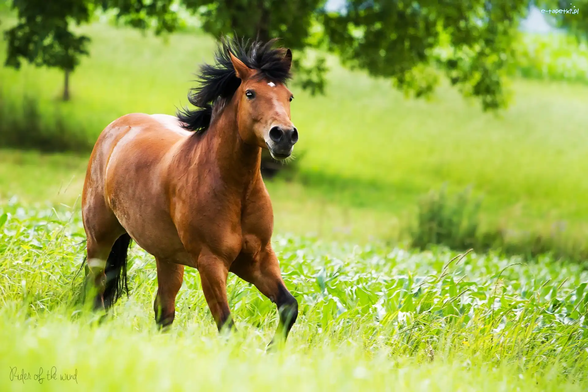 Galop, Drzewo, Łąka, Koń