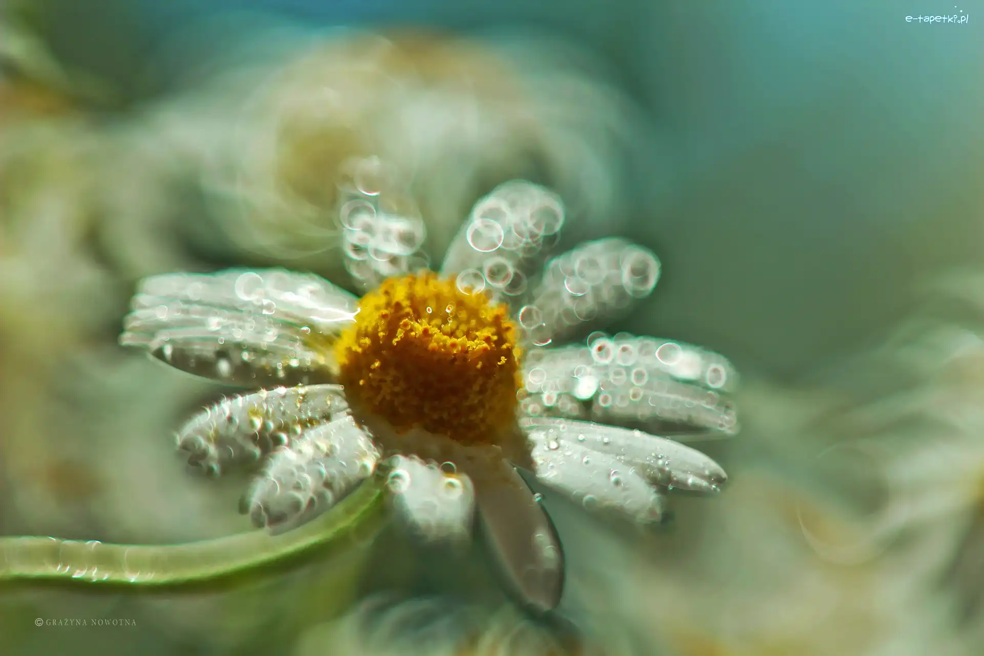 Biały, Bokeh, Kwiat, Margerytka