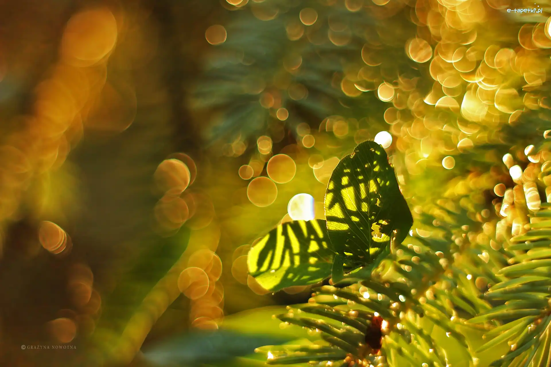 Bokeh, Gałązki, Liście