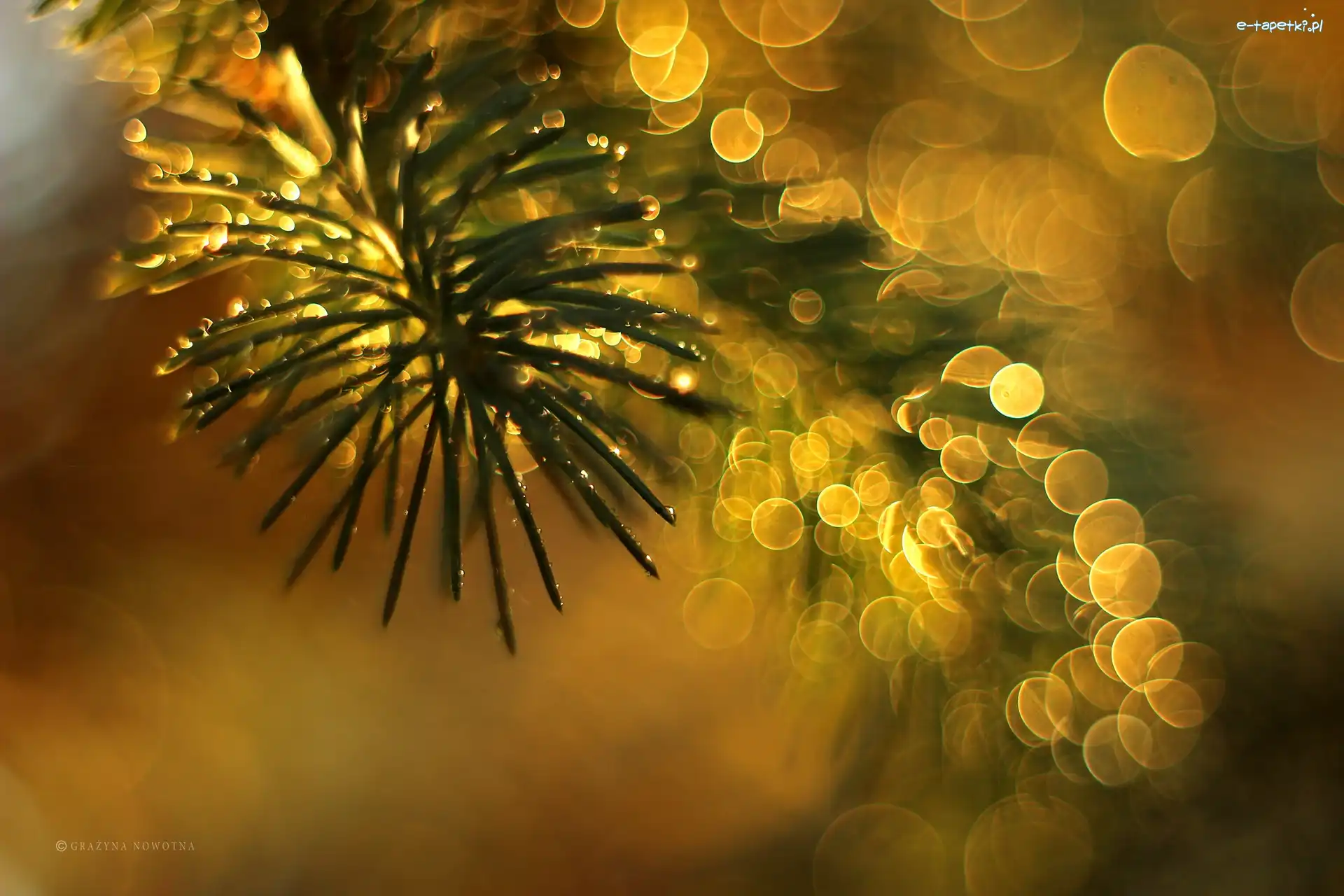 Bokeh, Gałązka, Świerk
