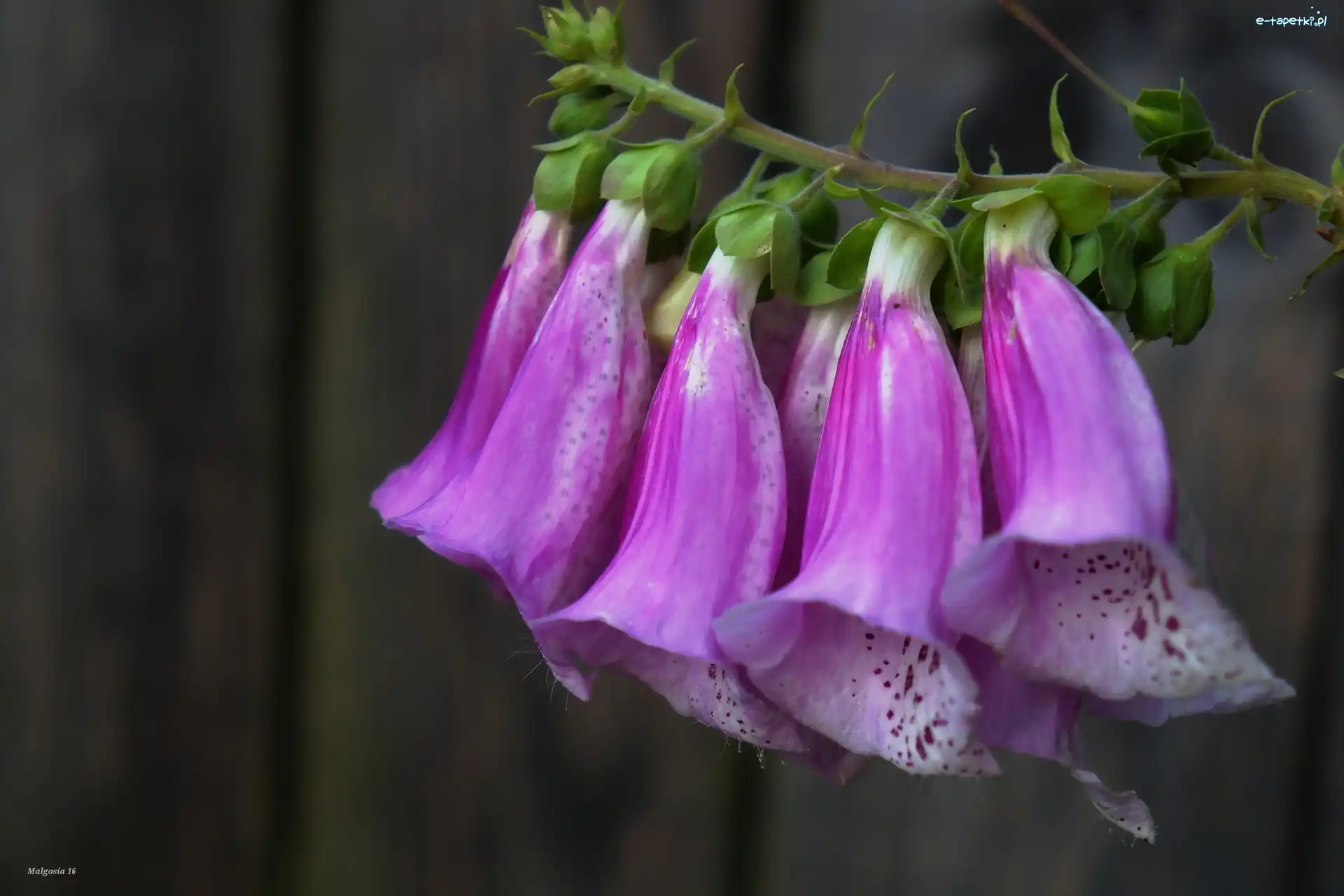 Naparstnica Purpurowa