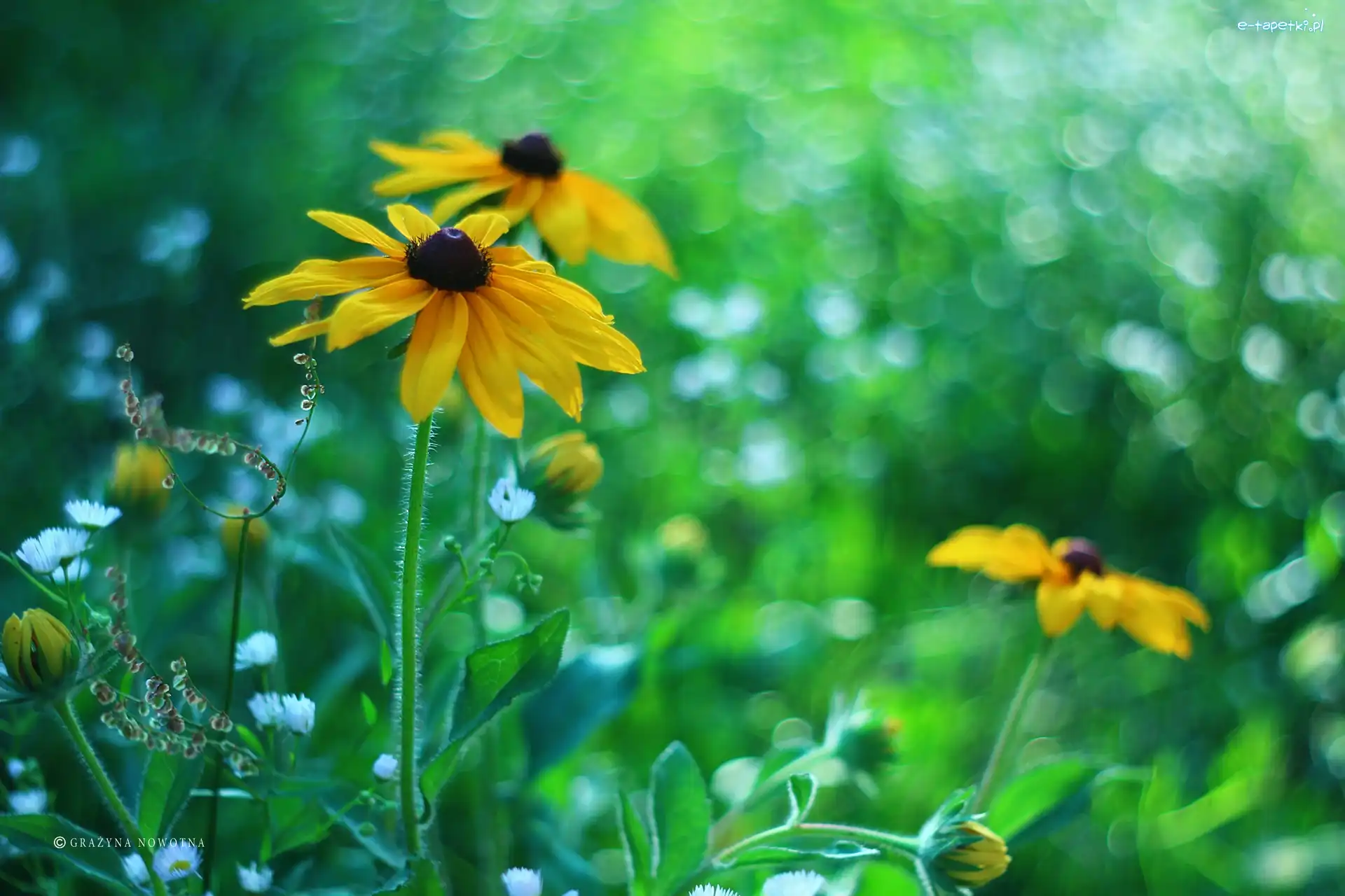 Rudbekia, Kwiaty, Żółte
