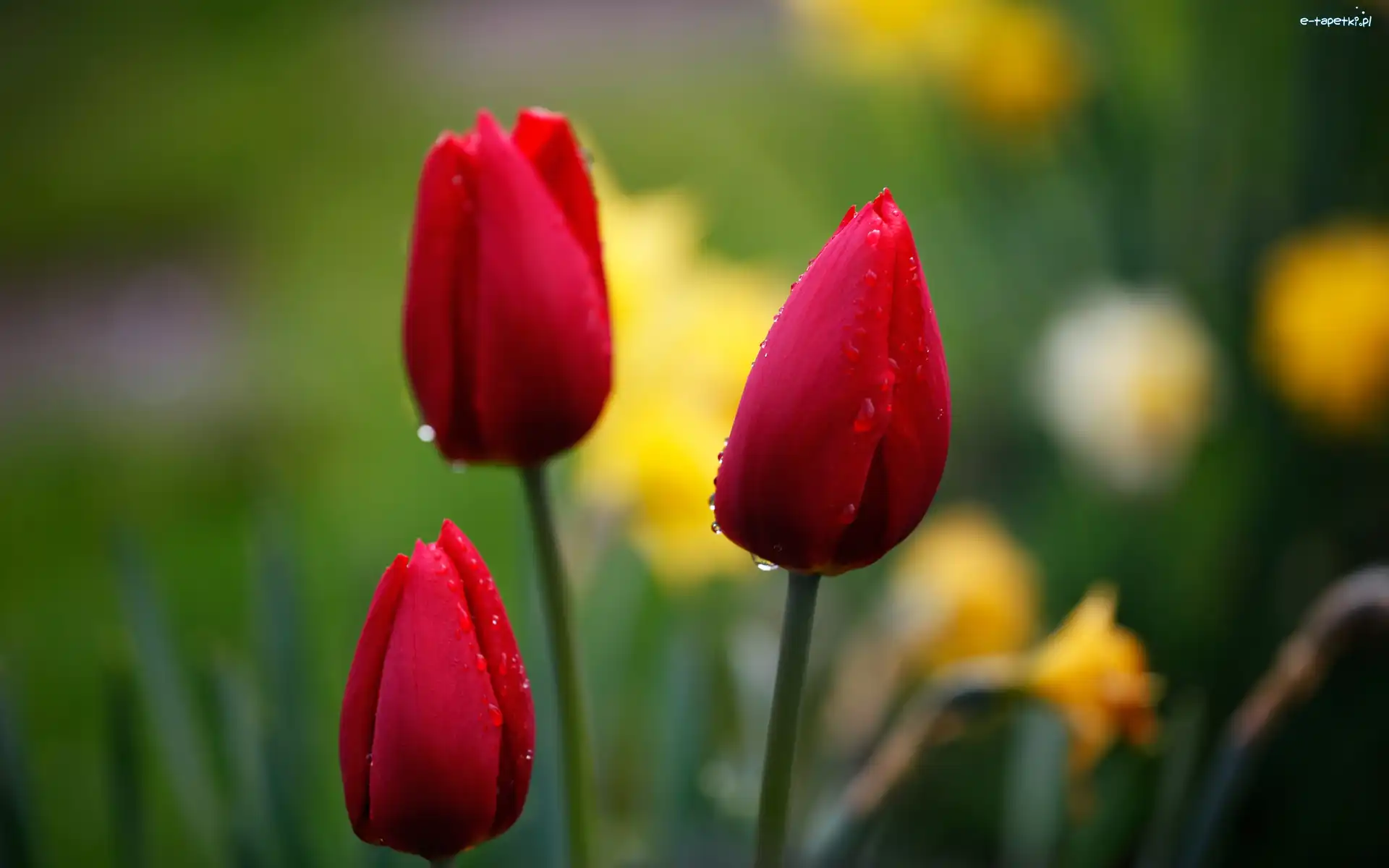 Trzy, Tulipany, Czerwone, Rosy, Krople