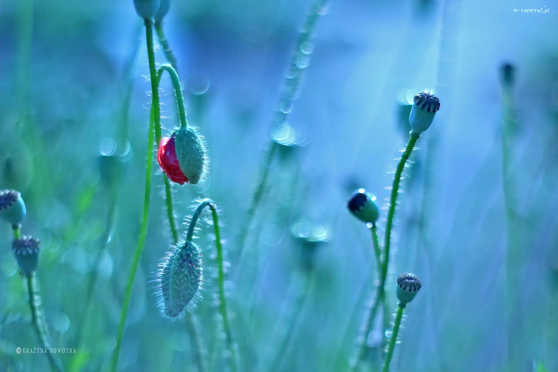 Pąki, Bokeh, Kwiaty, Maczki