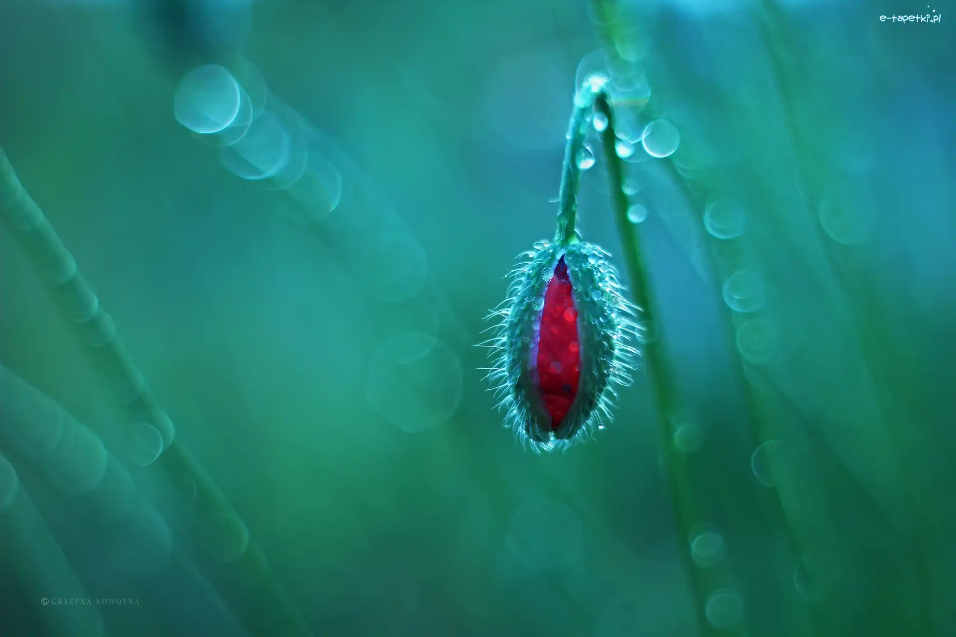 Czerwony, Bokeh, Pąk, Mak