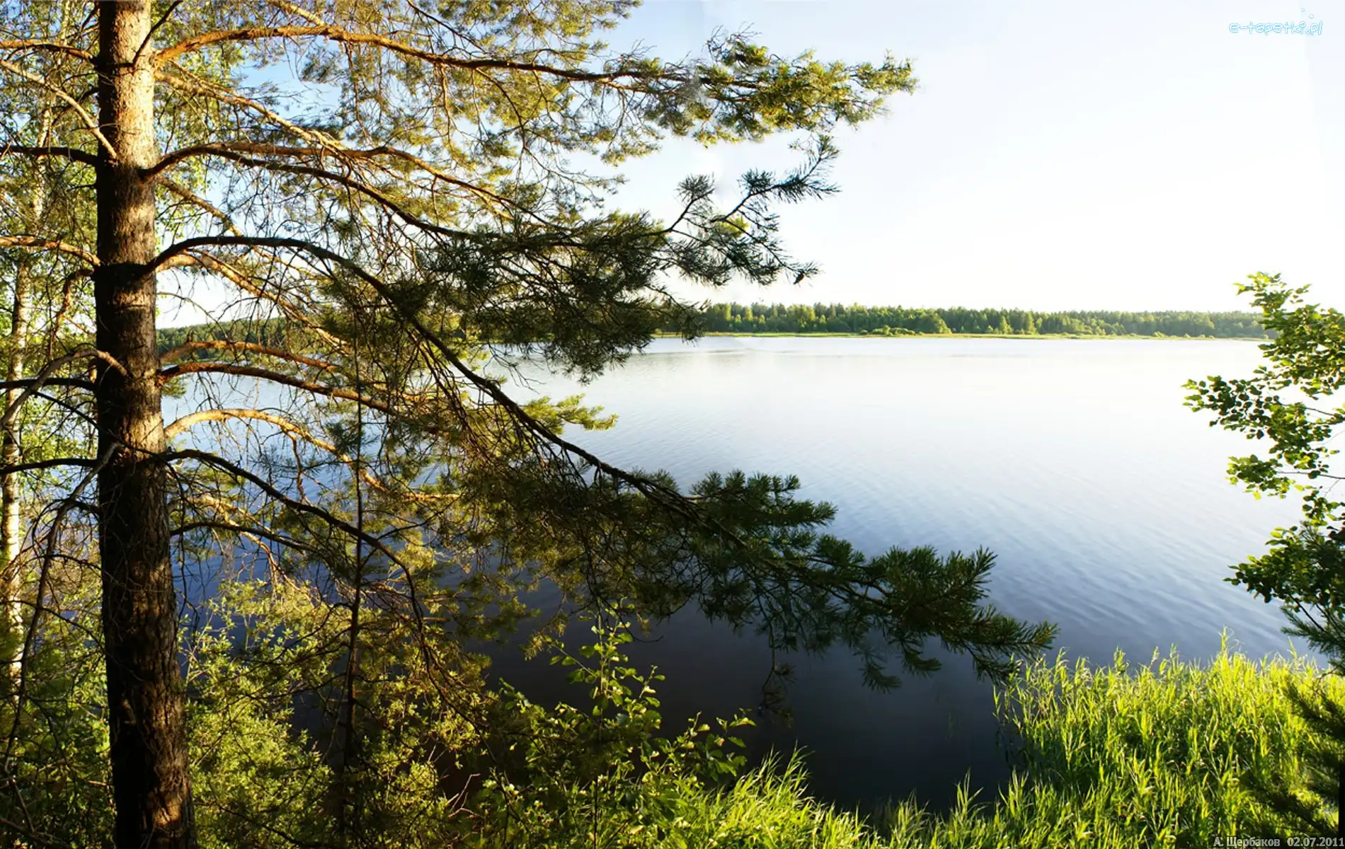 Drzewo, Jezioro, Wschód Słońca, Las