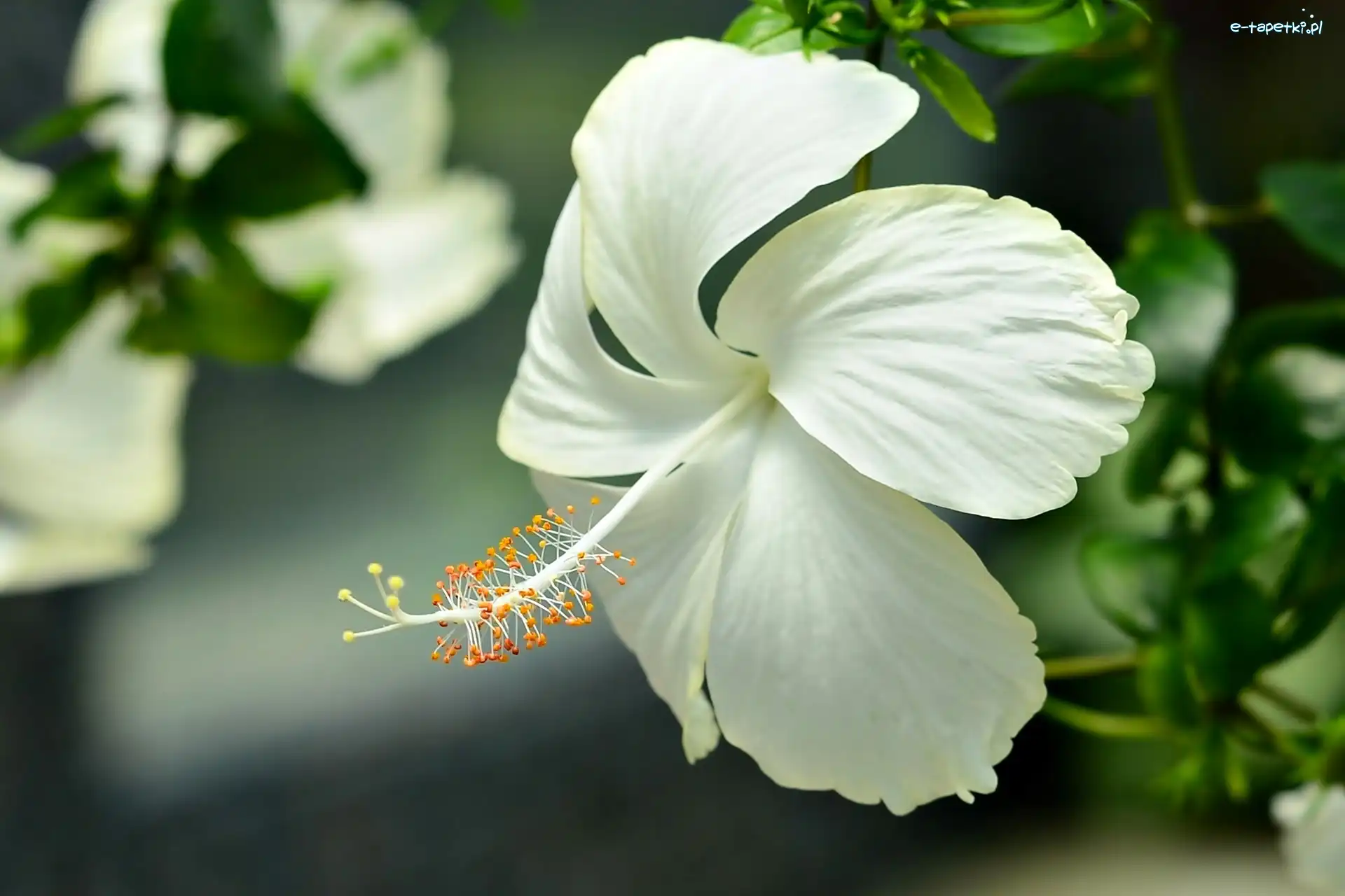 Kwiat, Biały, Hibiskus