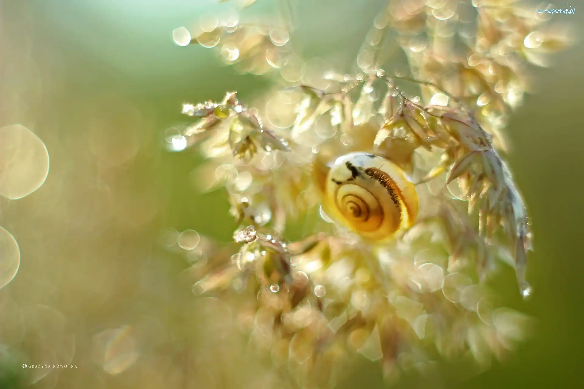 Muszla, Bokeh, Ślimak, Roślina