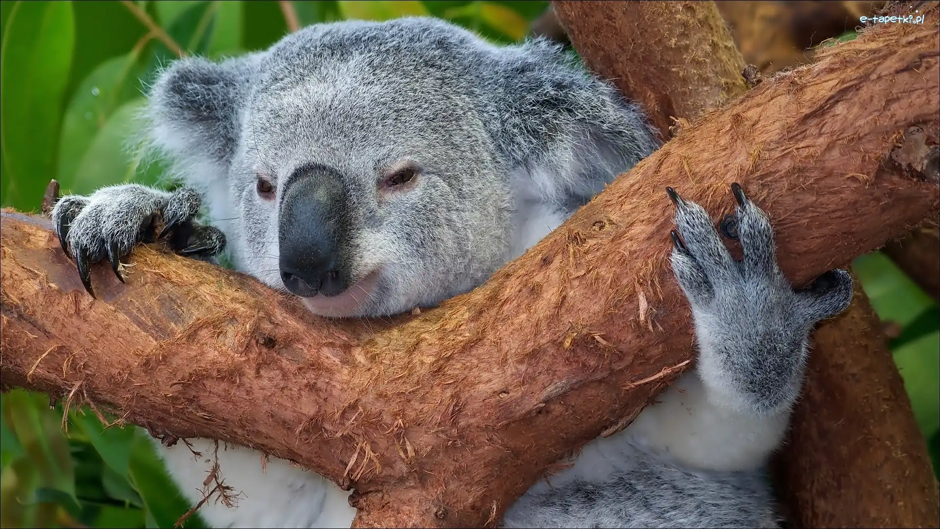 Drzewo, Koala
