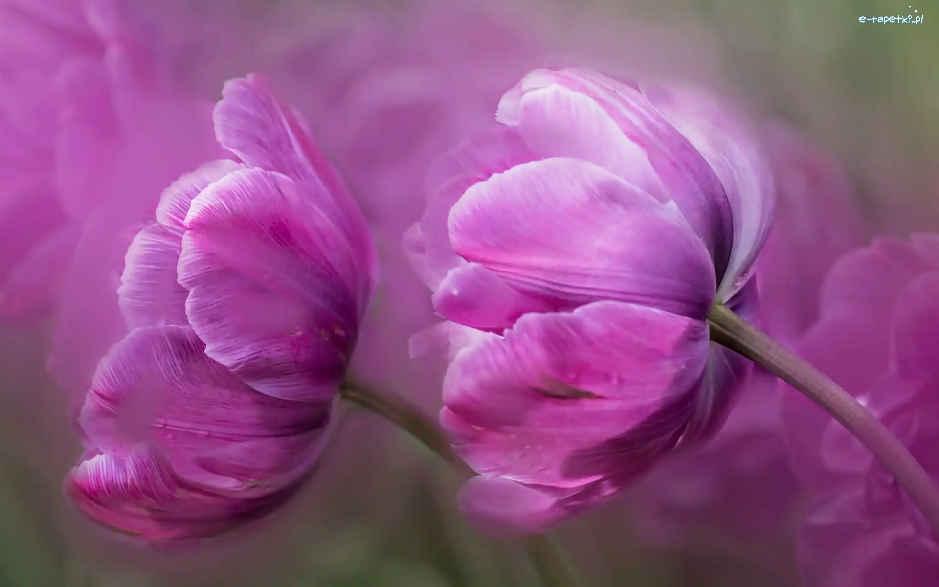 Tulipany, Różowe