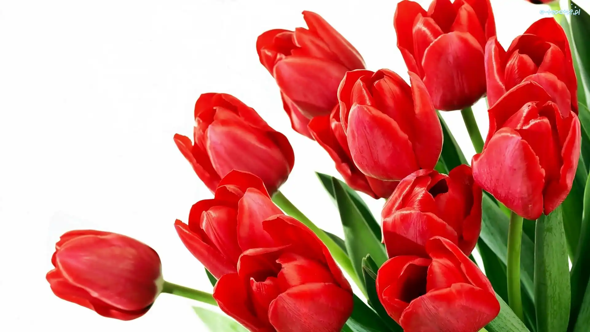 Tulipanów, Czerwonych, Bukiet