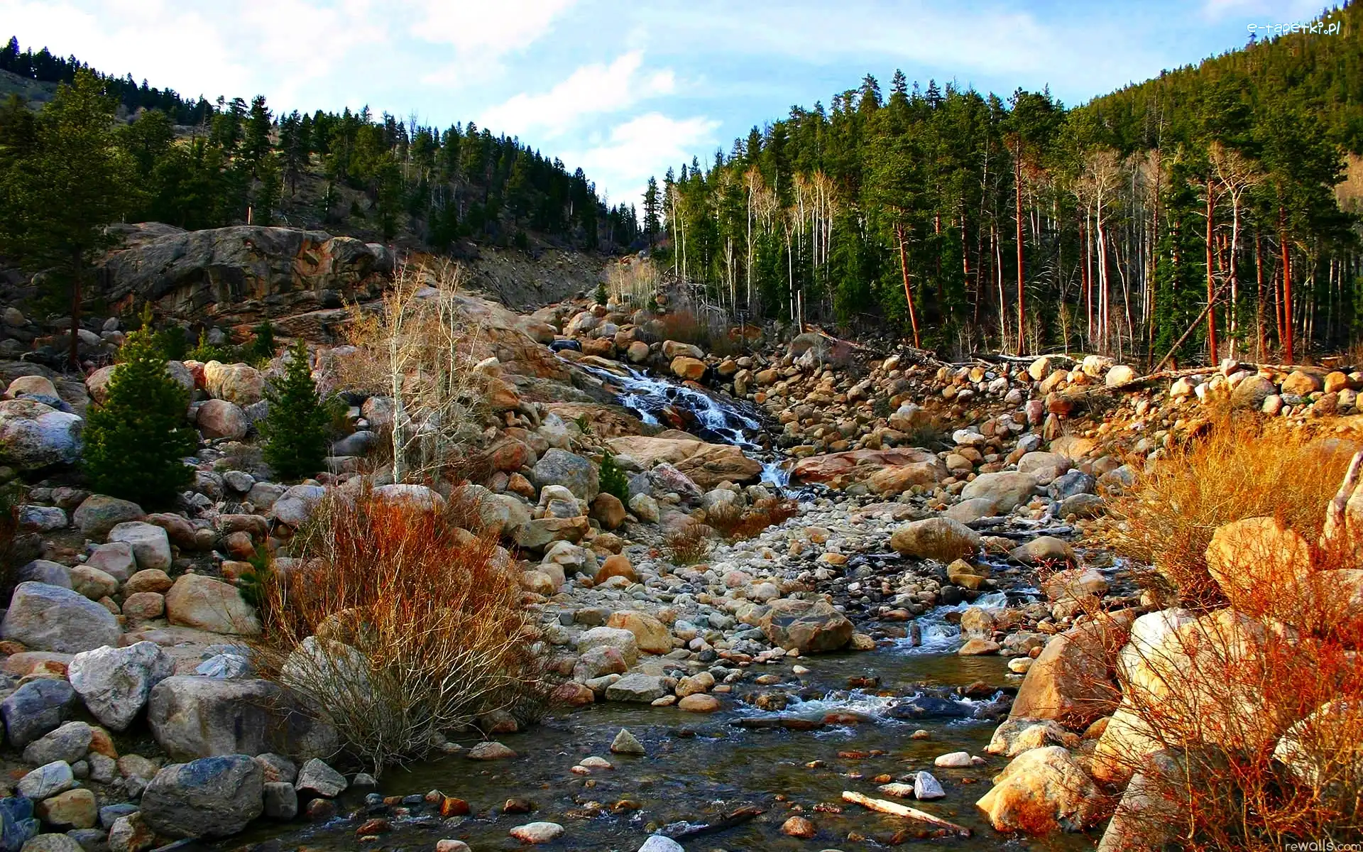 Kamienie, Potok, Las