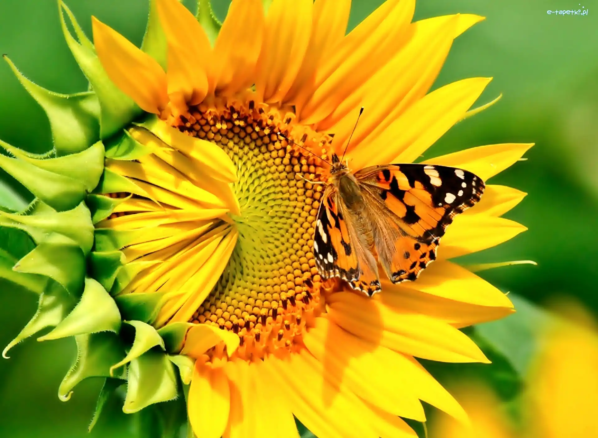 Motyl, Słonecznik