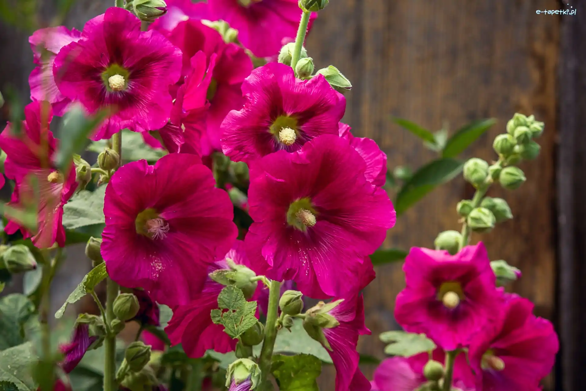 Malwy, Purpurowe