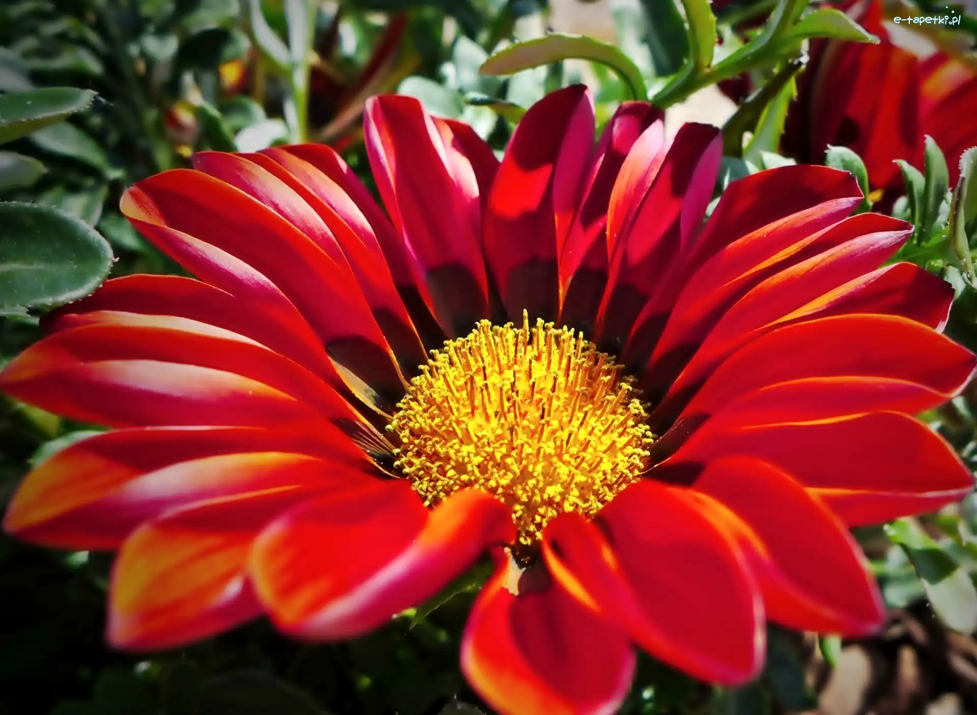 Gazania, Czerwona, Kwiat