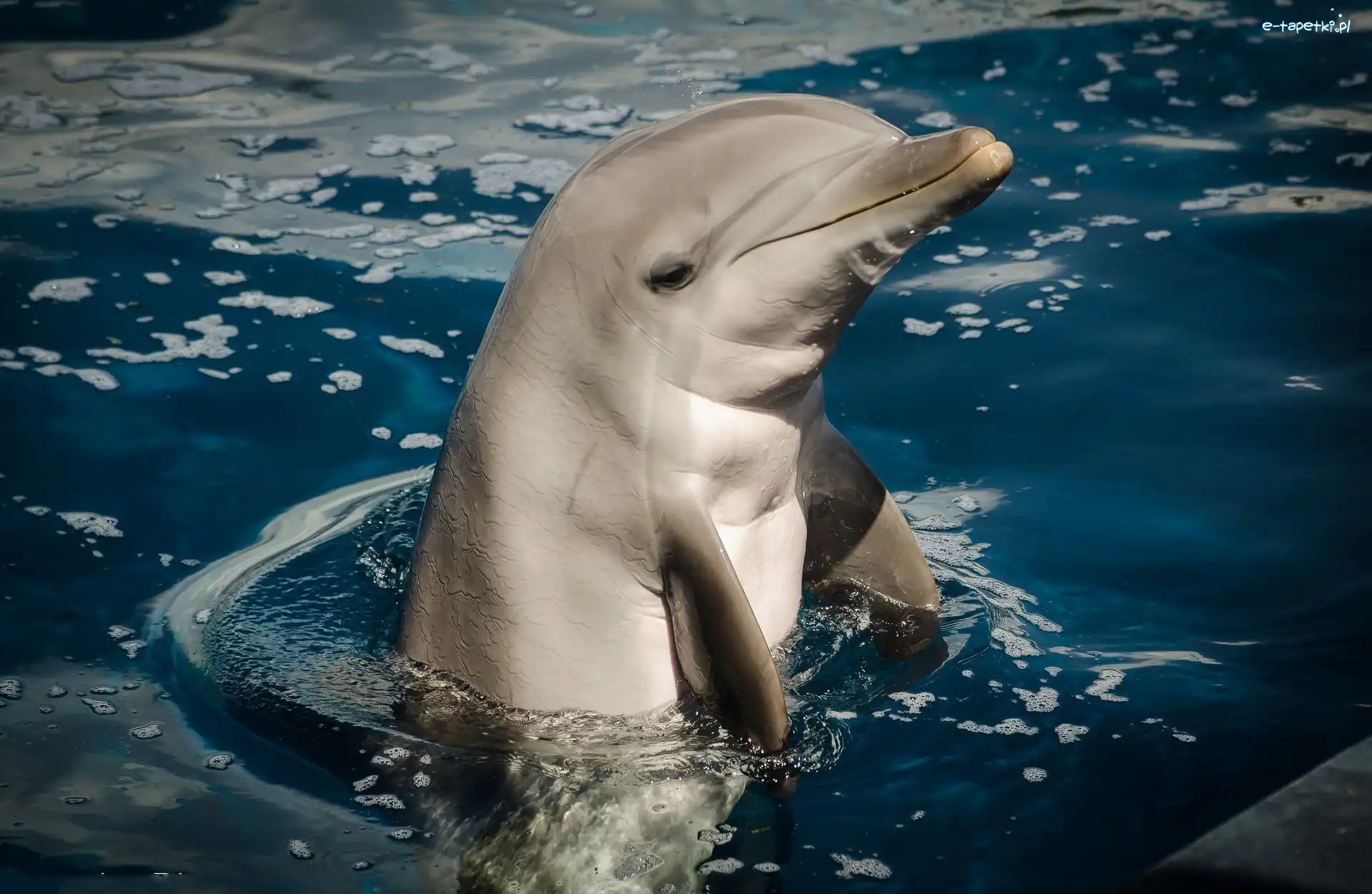 Delfin