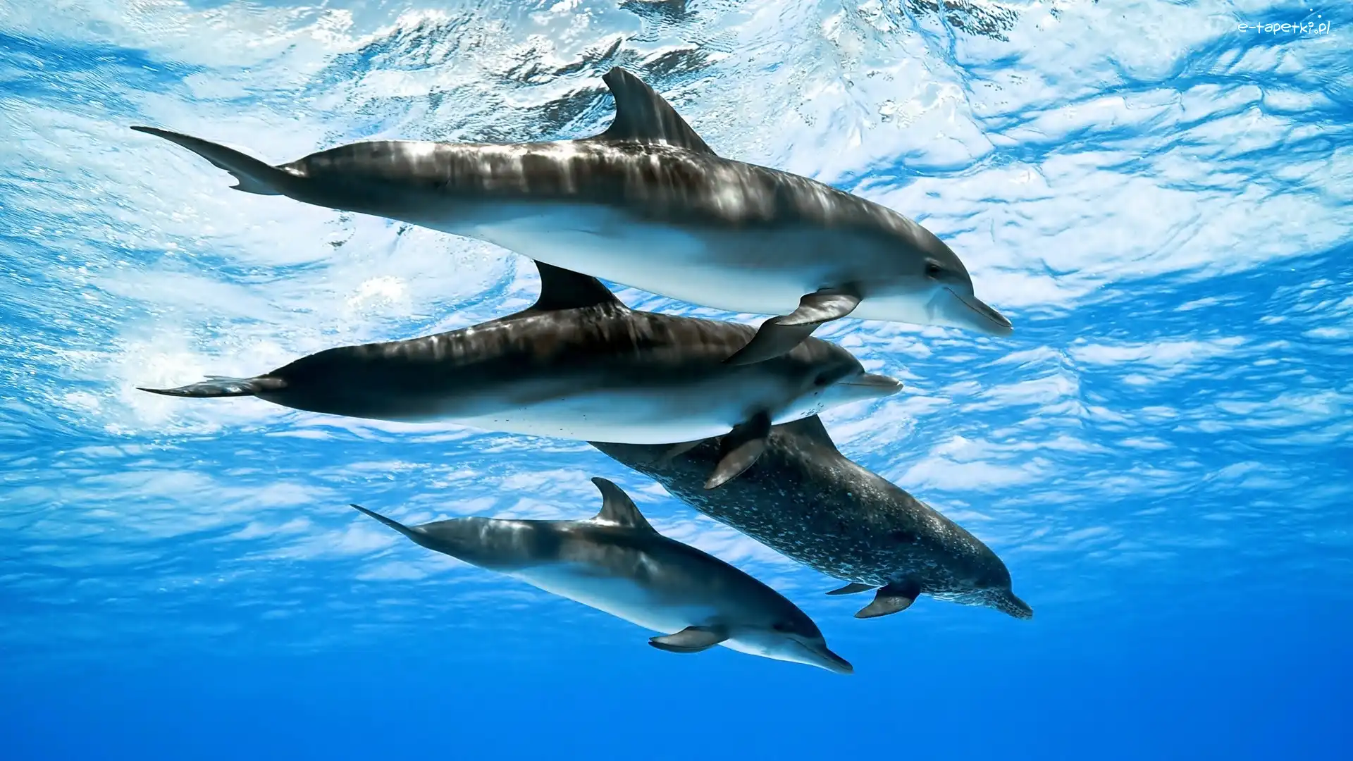 Fale, Morze, Delfiny