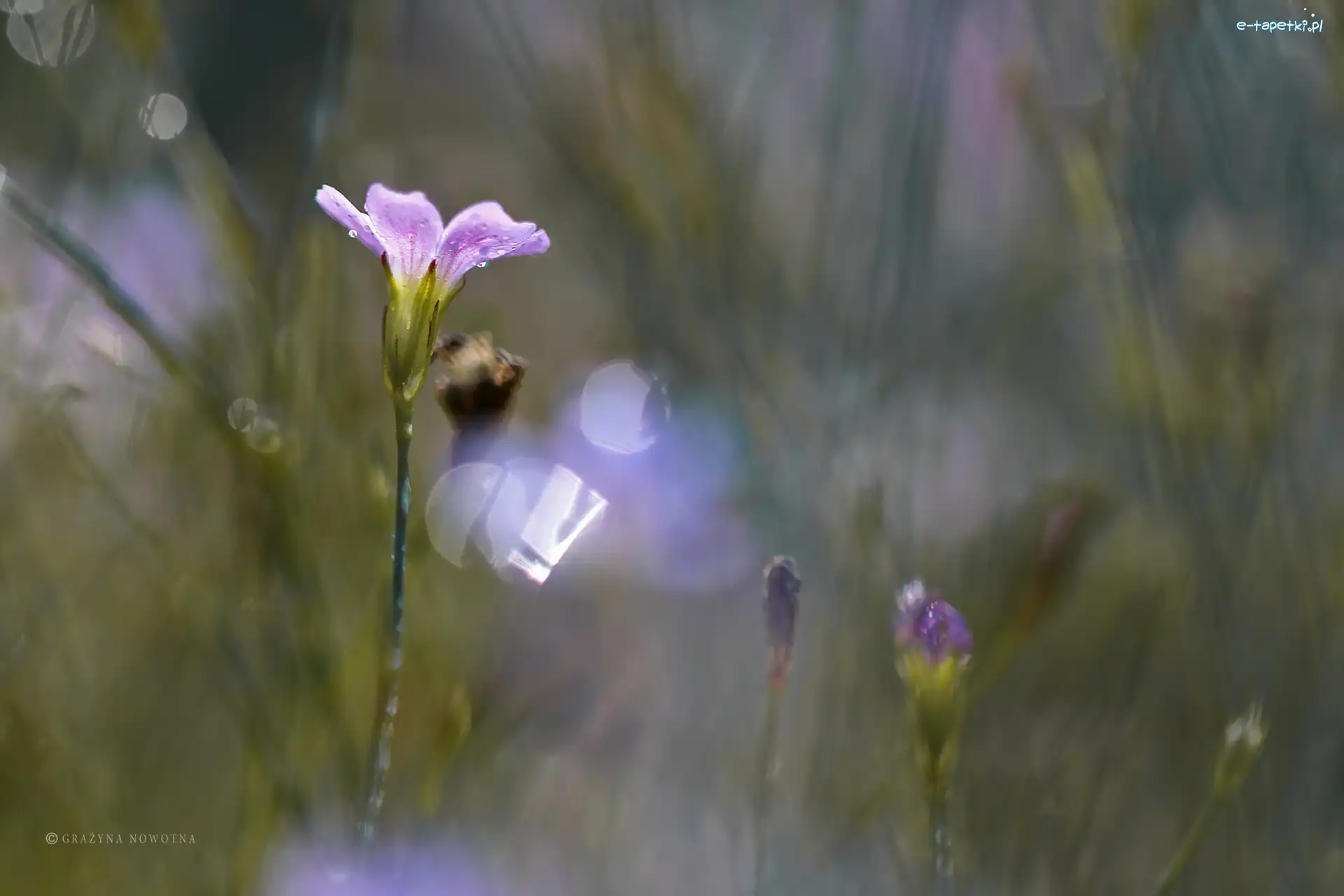 Bokeh, Kwiat, Fioletowy