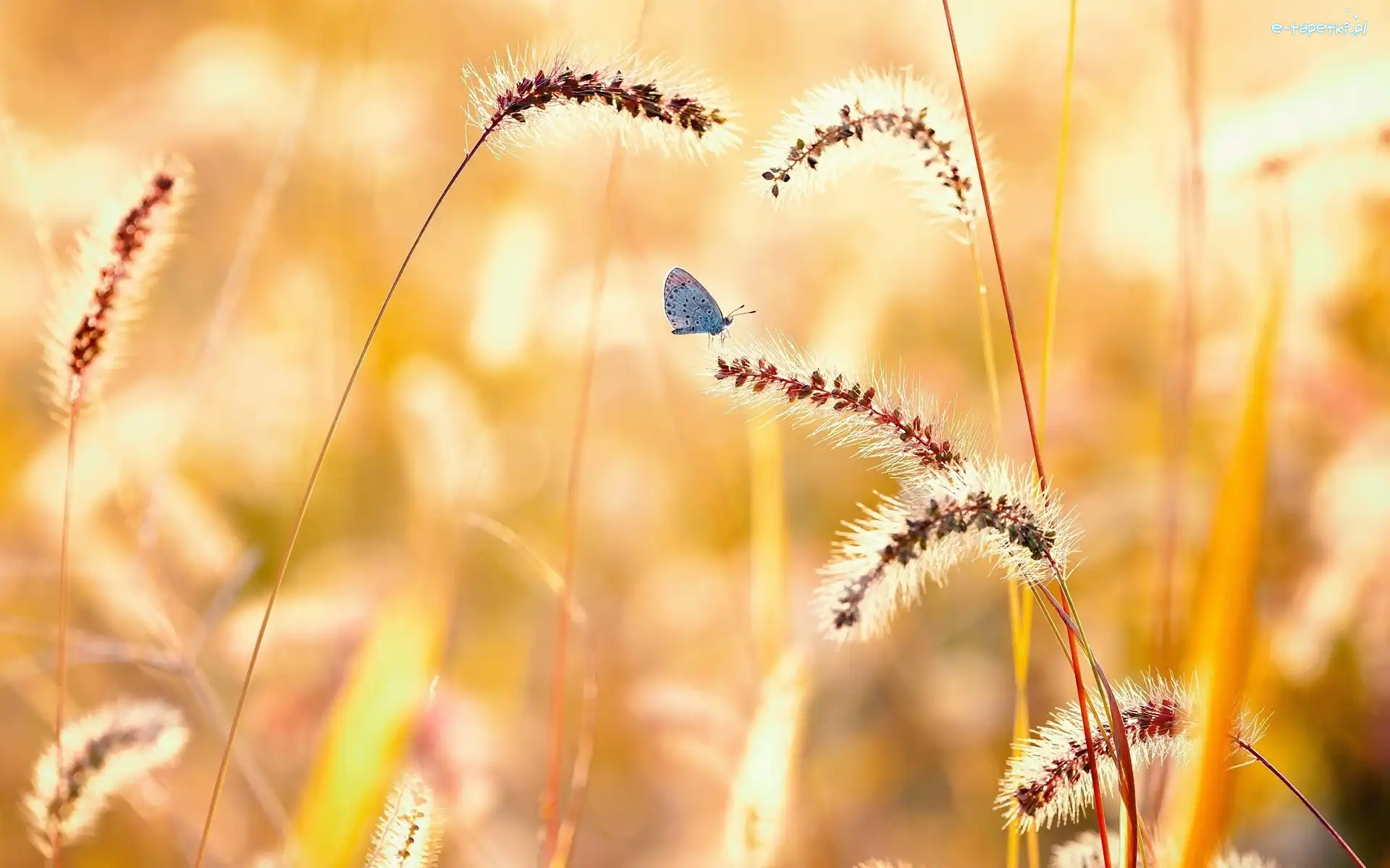 Motyl, Trawa