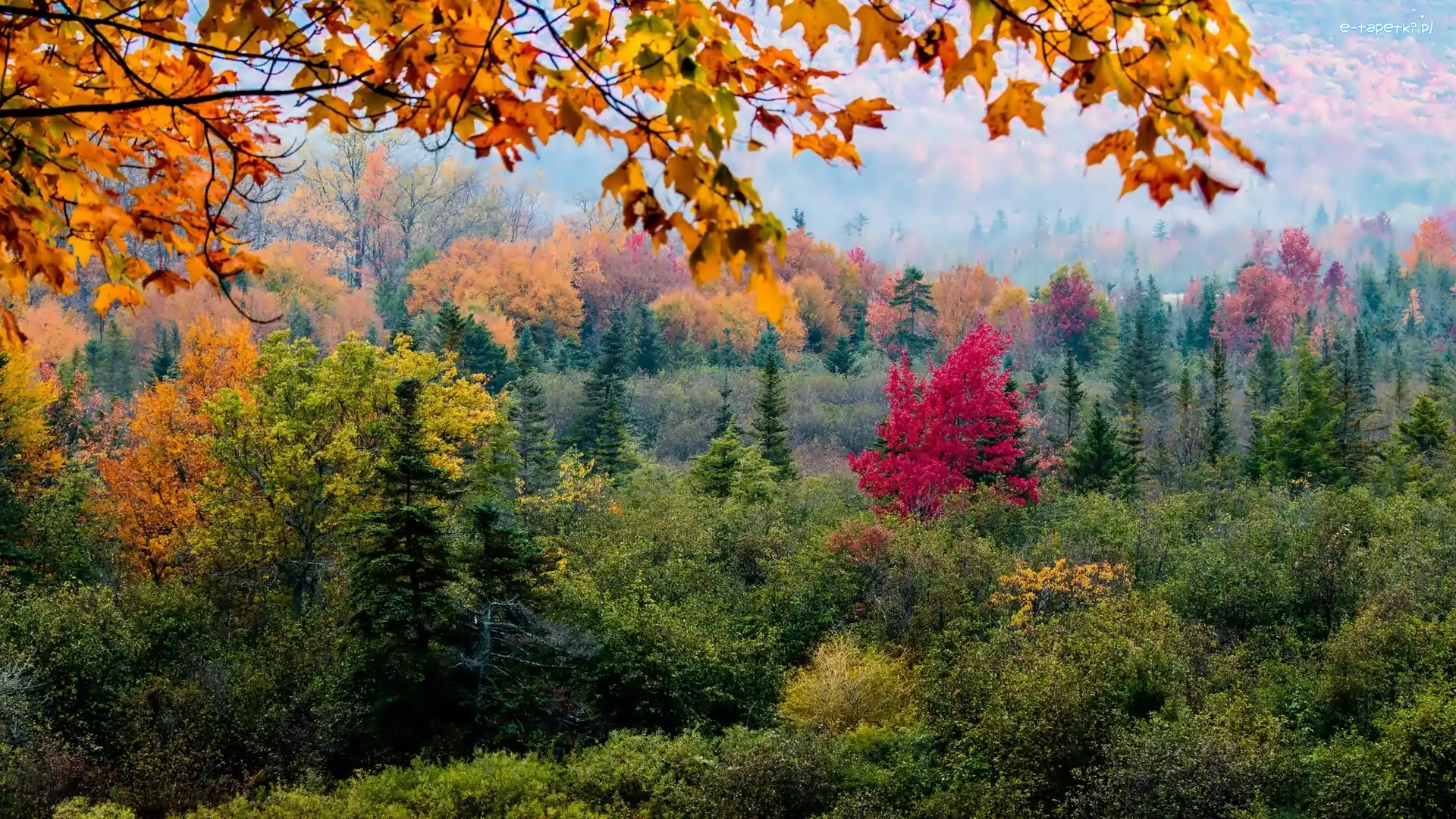 Las, Jesień