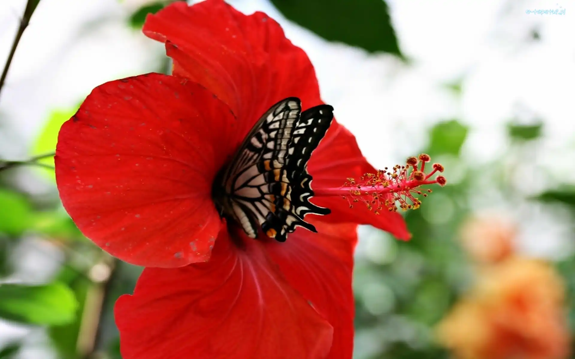 Motyl, Hibiskus