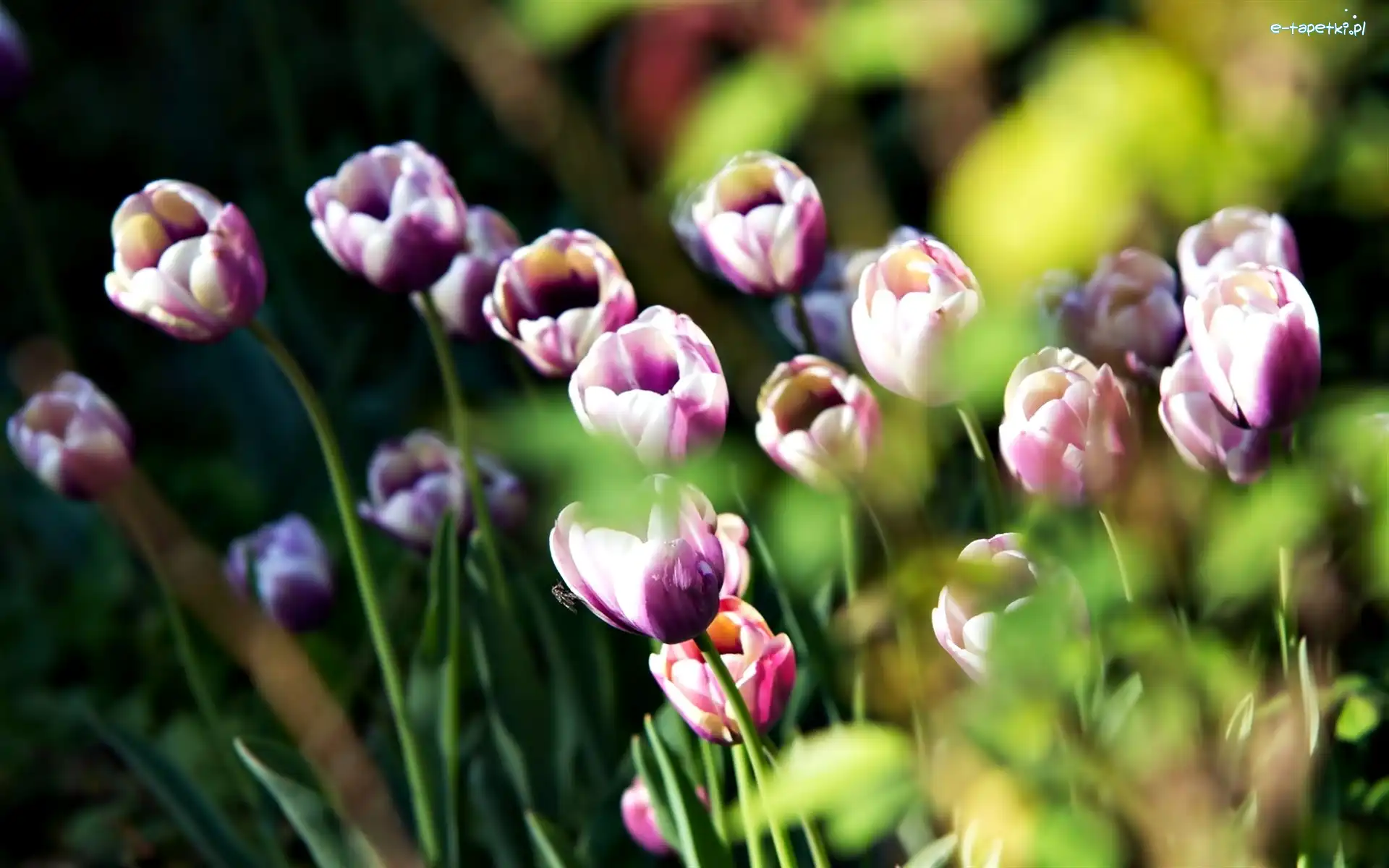 Tulipany, Rozwinięte