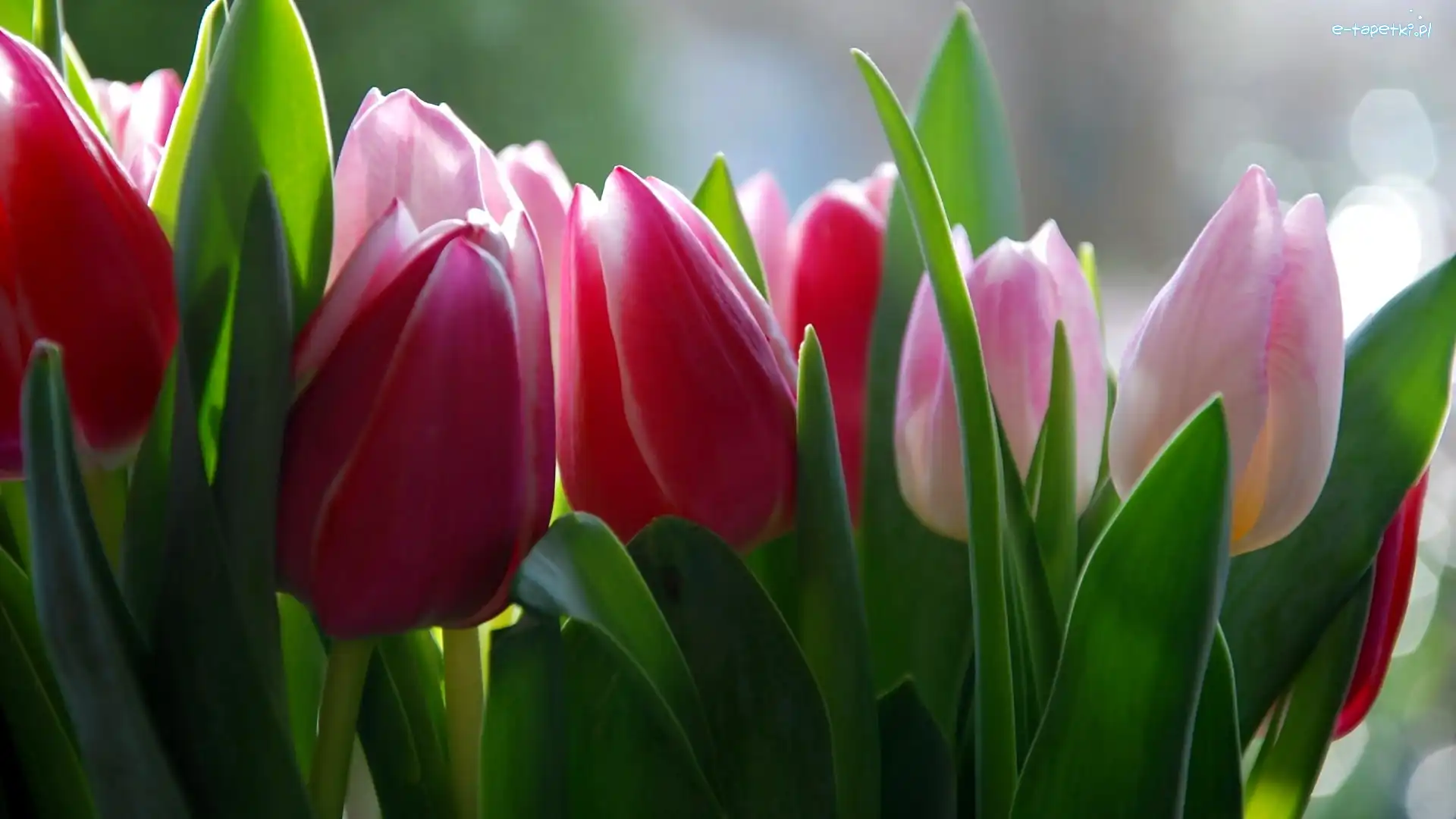Tulipany, Różowe, Czerwone