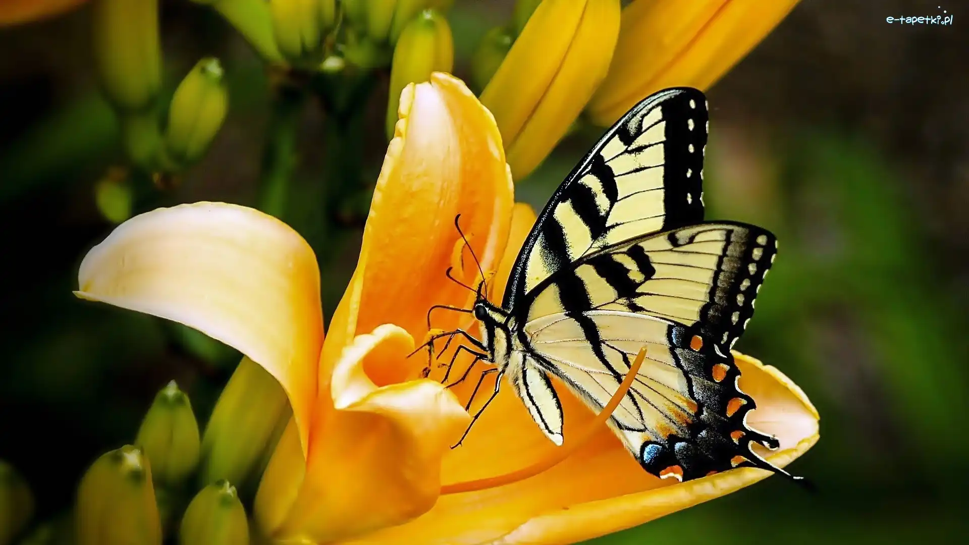 Kwiat, Motyl