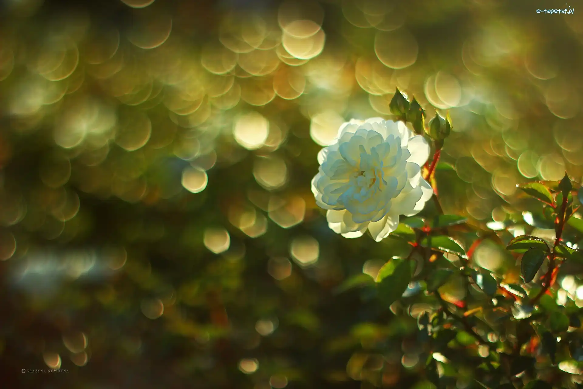 Róża, Bokeh, Kwiat, Biała