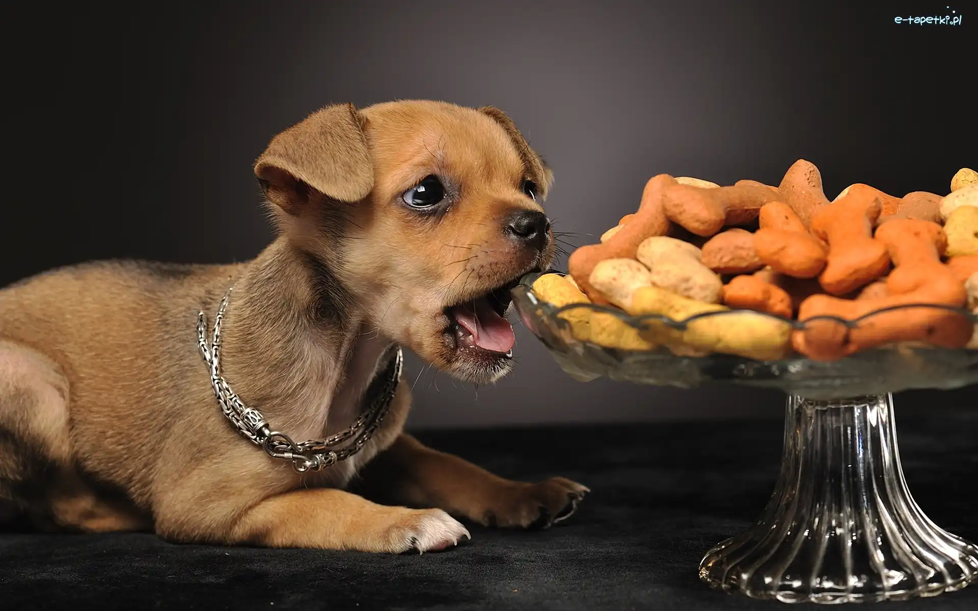 Jedzenie, Chihuahua, Pies
