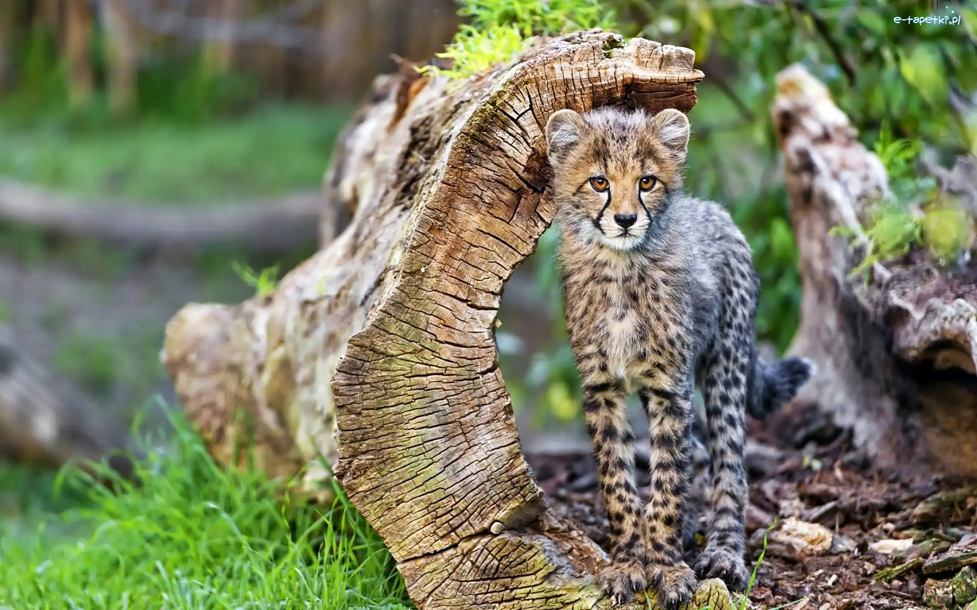 Gepard, Młody