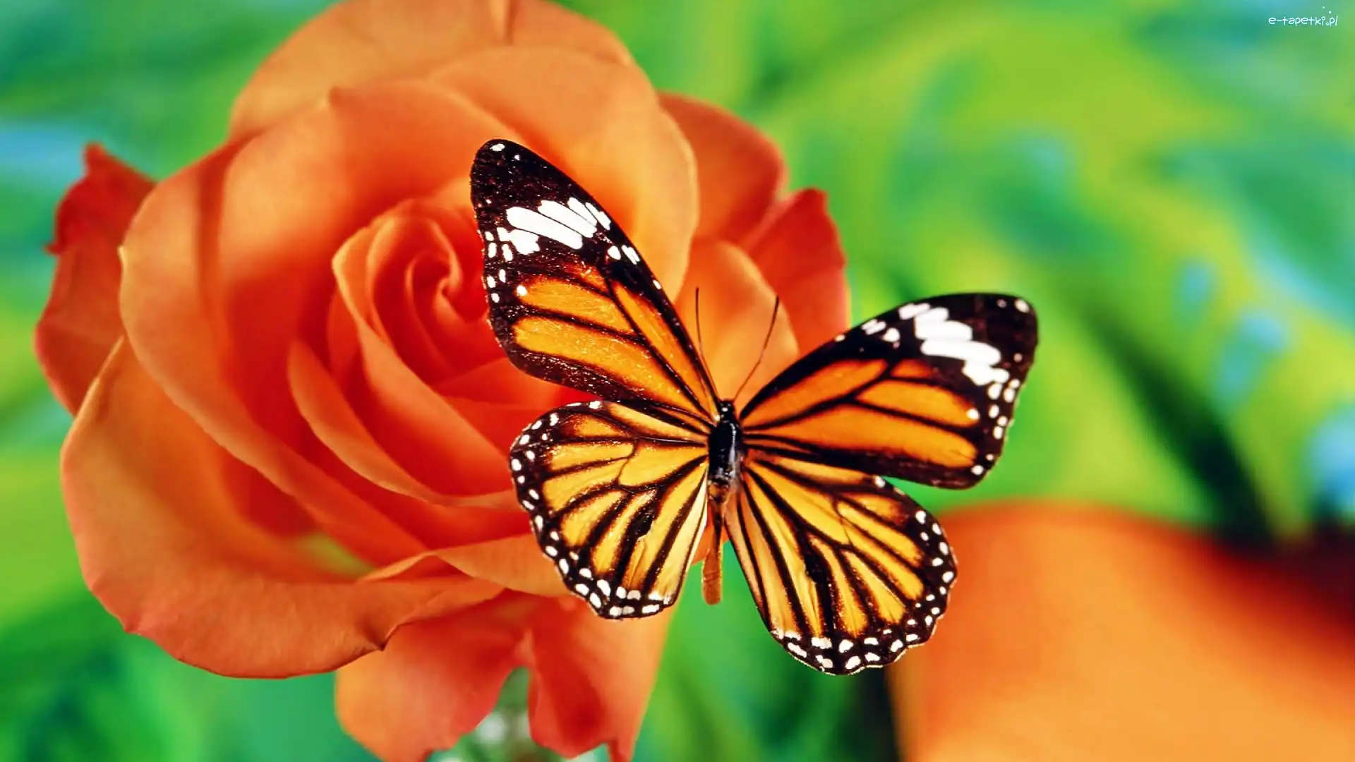 Róża, Motyl