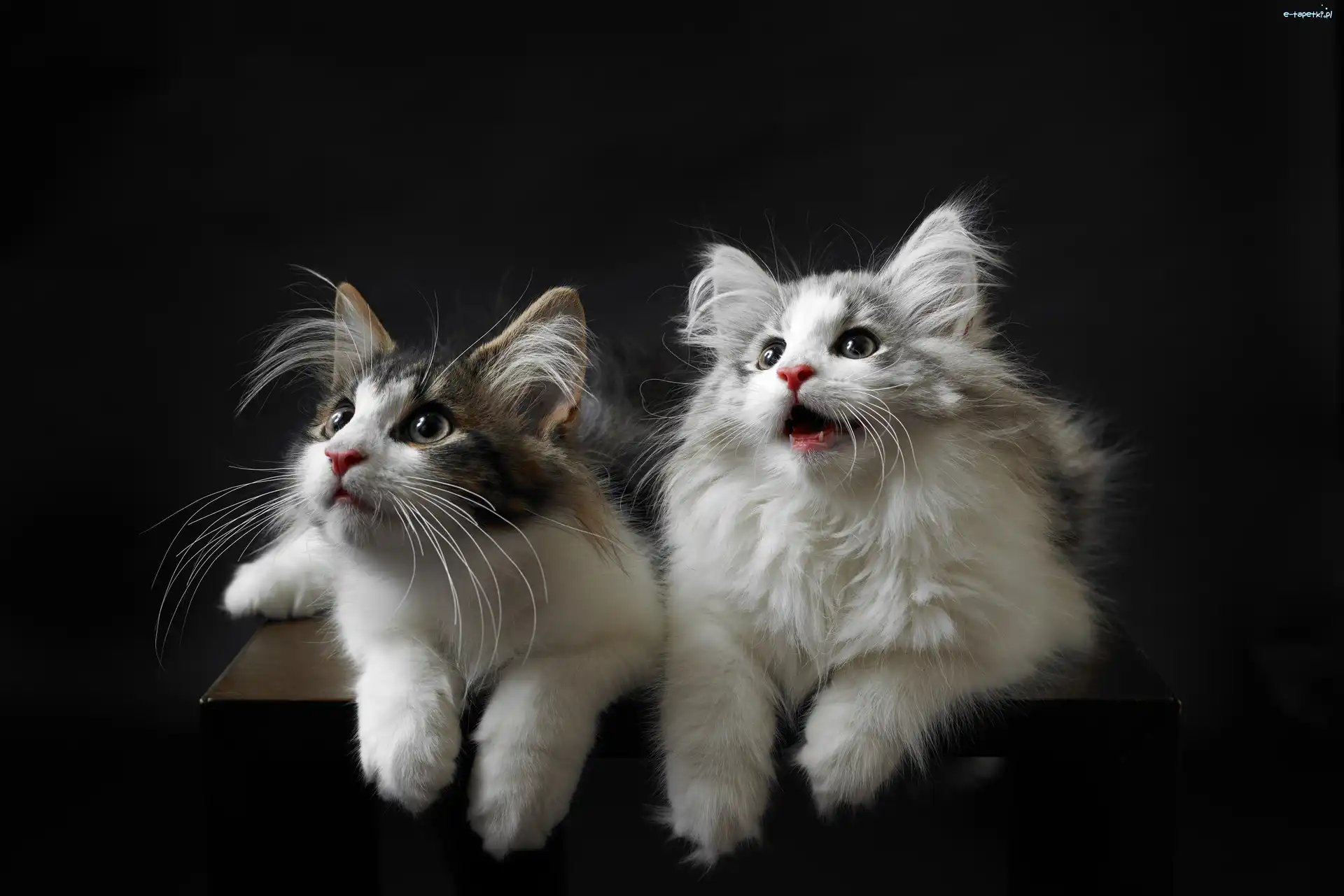 Maine coon, Koty